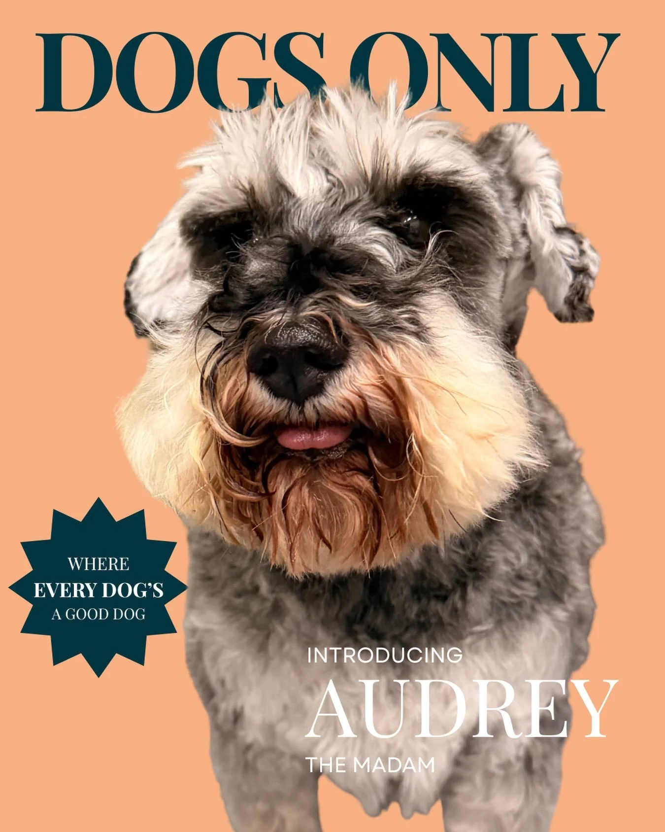 A little cautious, a lot angelic, and quite possibly the sweetest little lady you&rsquo;ll ever meet.

Her signature look? Tongue permanently out, looking like butter wouldn&rsquo;t melt.

A delicate darling with impeccable manners and a permanent bl
