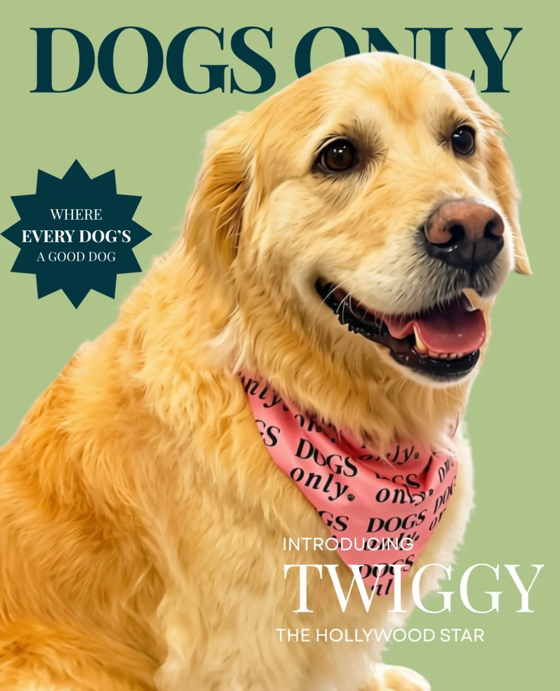 Twiggy doesn&rsquo;t chase fame. Fame chases Twiggy.

Currently accepting fan mail, belly rubs and lucrative treat-based sponsorship deals.

Her people will be in touch.

#DogsOnly #GoldenRetriever #DogsofSydney #NorthernBeachesDogs #DogGrooming