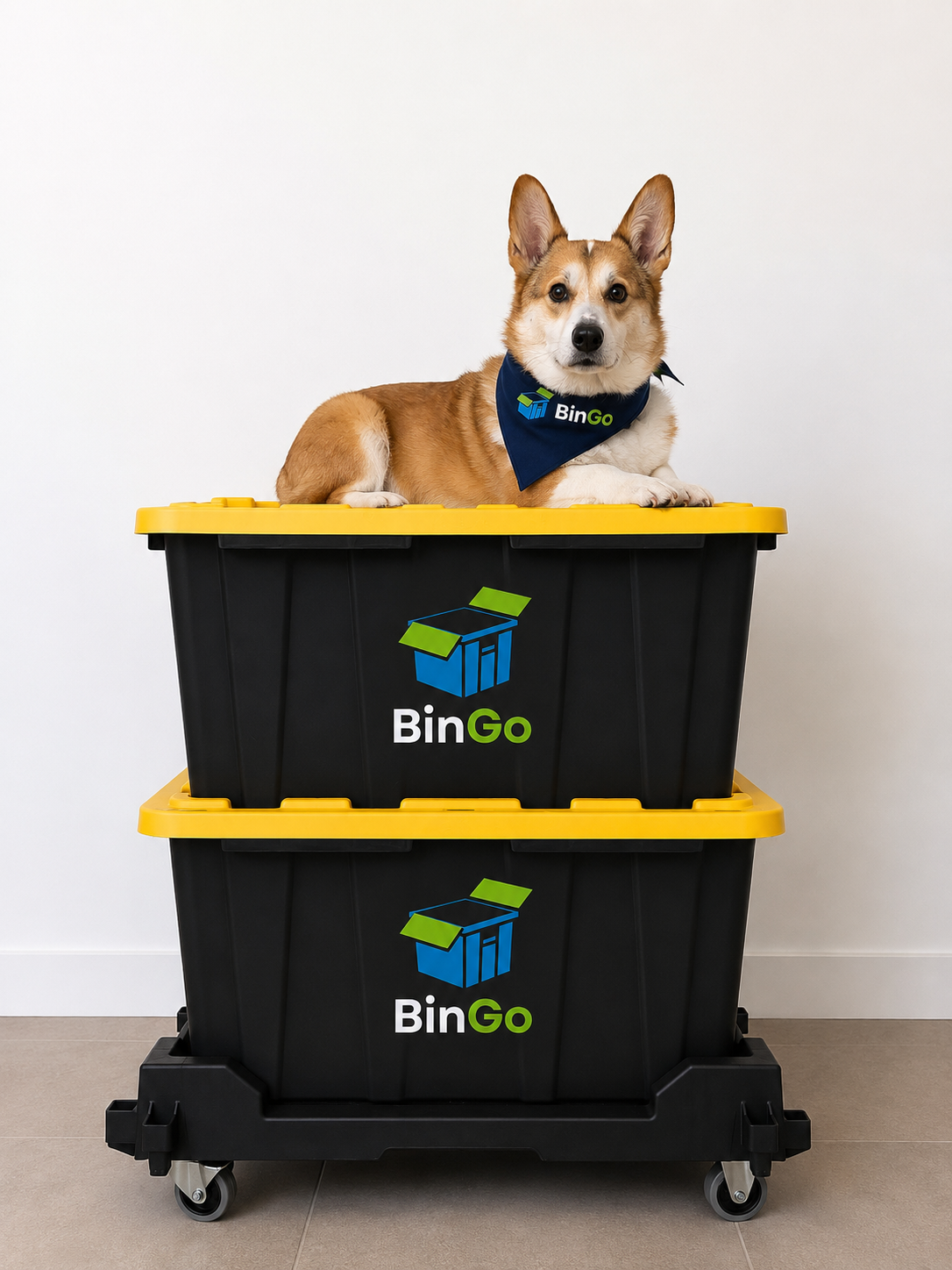 A dog lying on top of two stacked large black storage bins with yellow lids, branded with 'BinGo' logos, inside a room with white walls and gray tile floor.