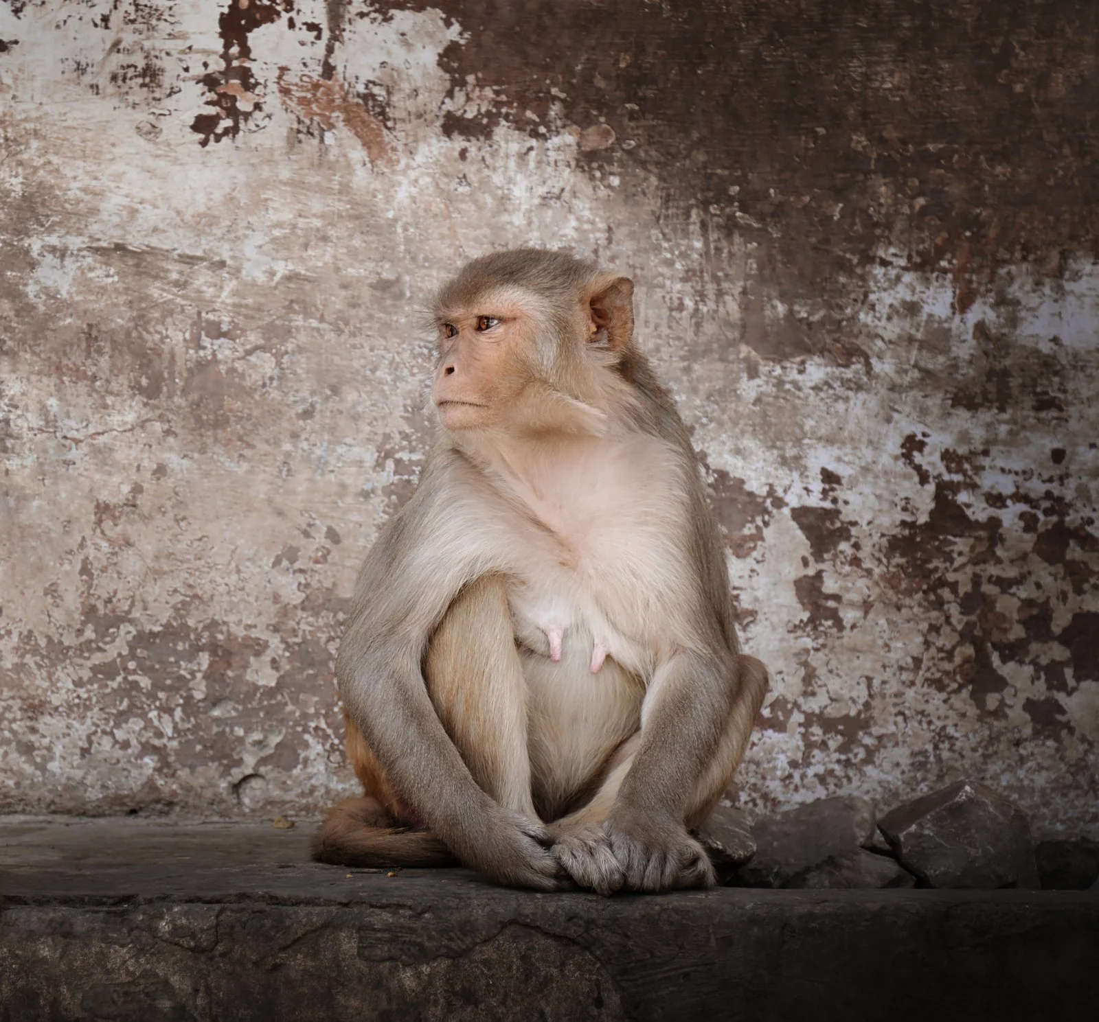 Portrait of a monkey in Monkey Temple, Jaipur, India