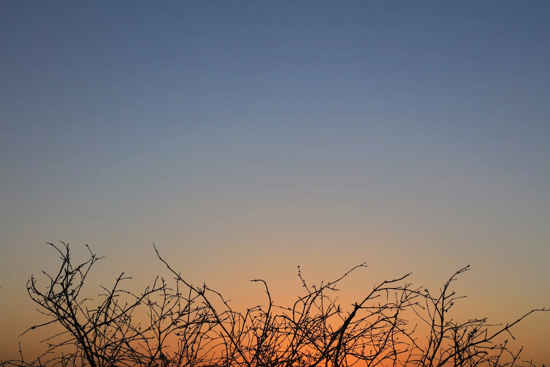 Silhouette of bare tree against clear sky during sunset,Bafgh,Yazd Province