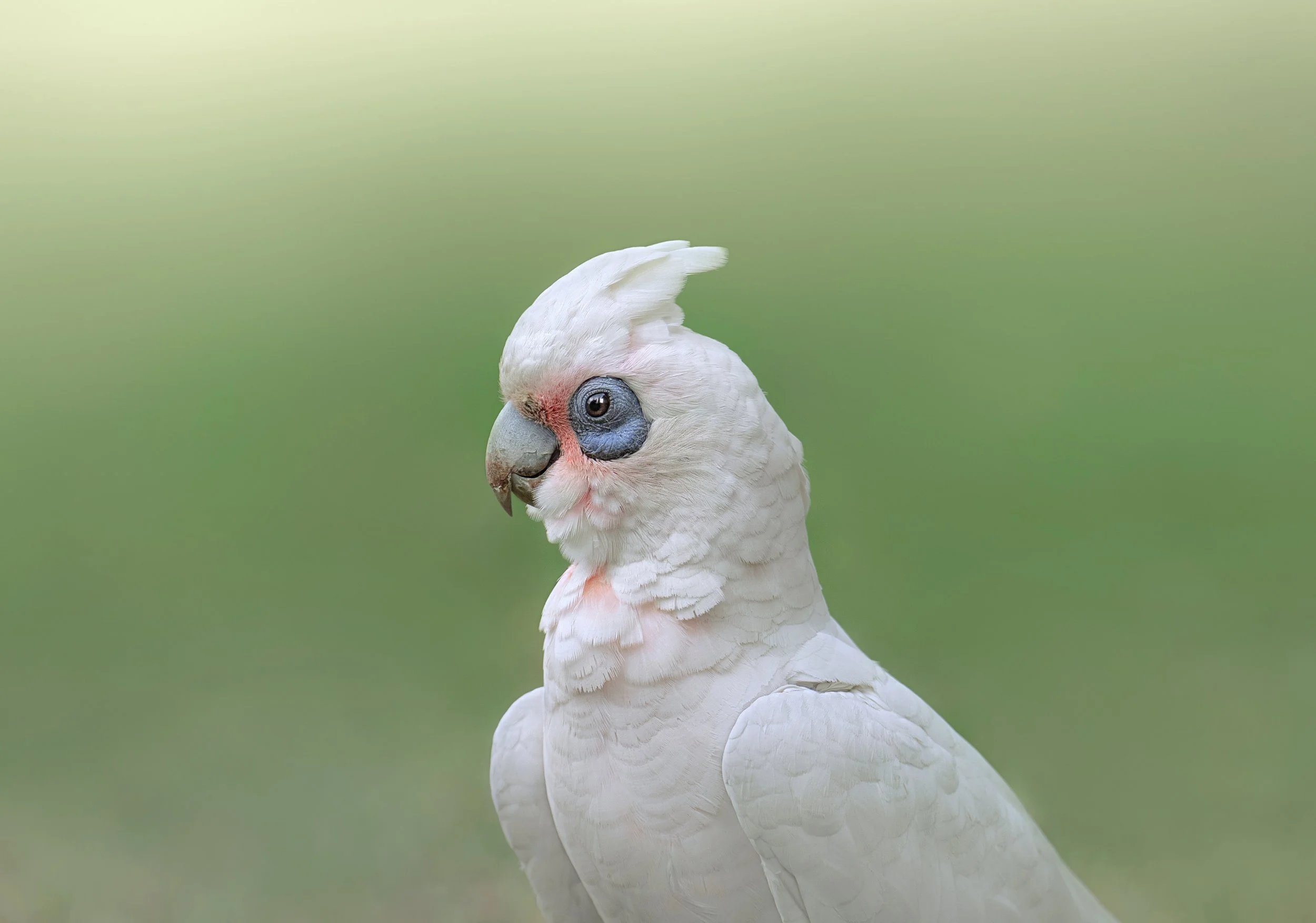 Close up portrait of Little corella