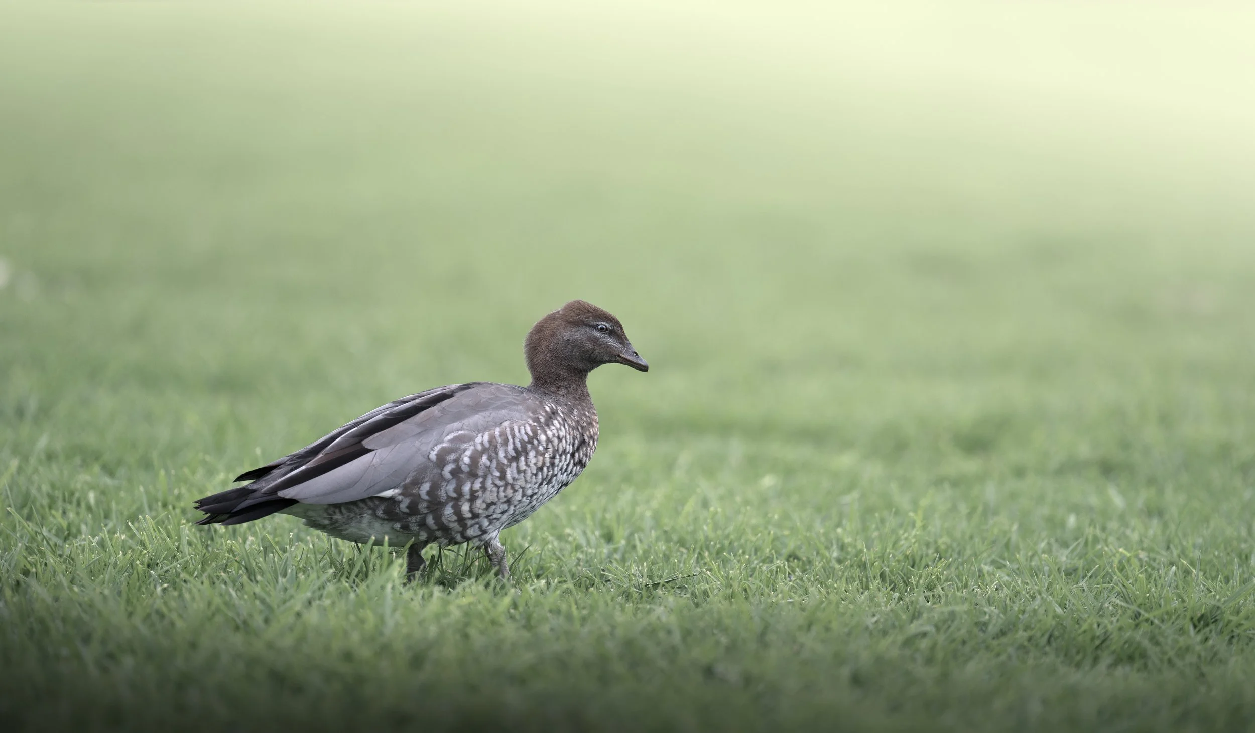 Wood Duck