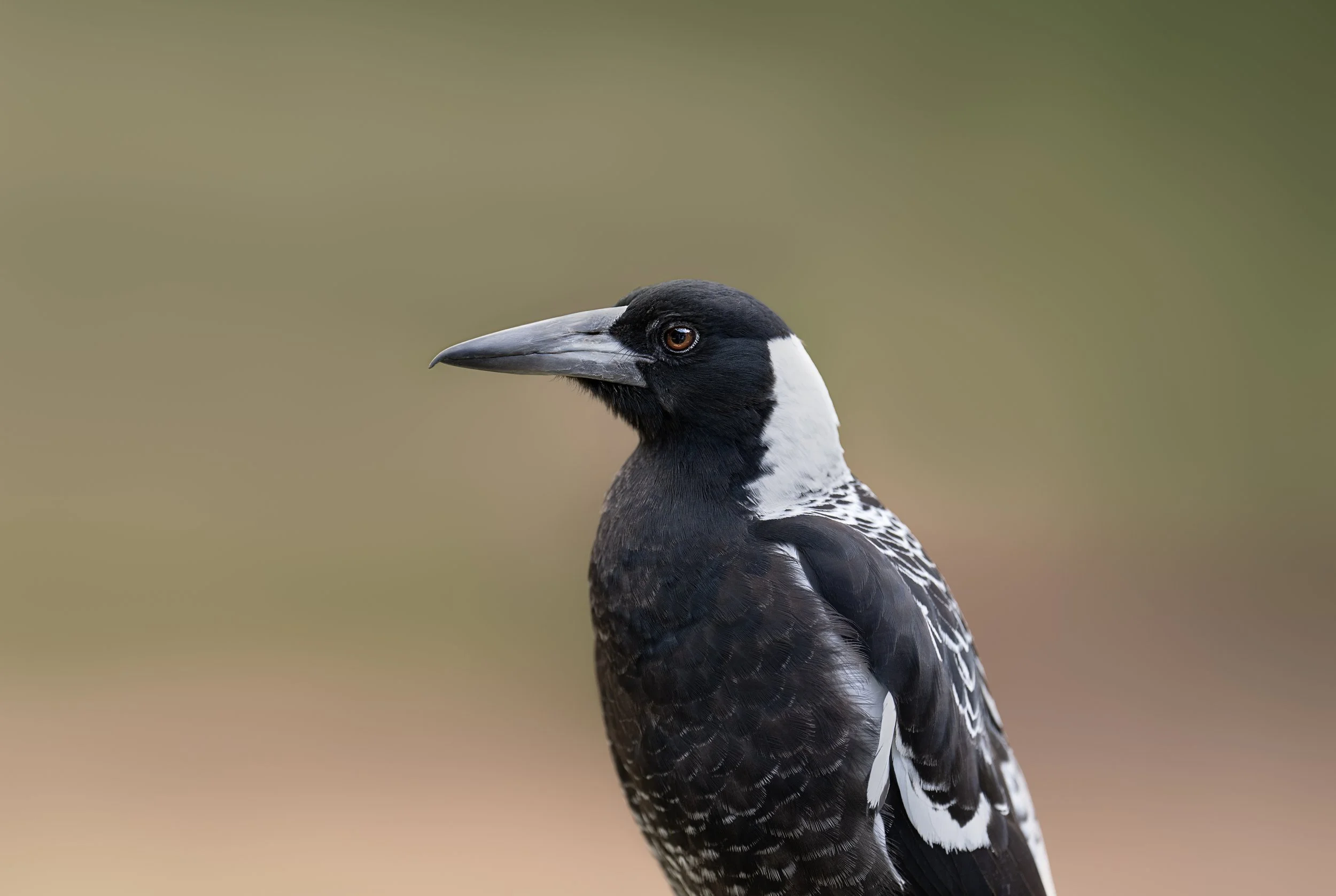 Portrait of Magpie in open forest