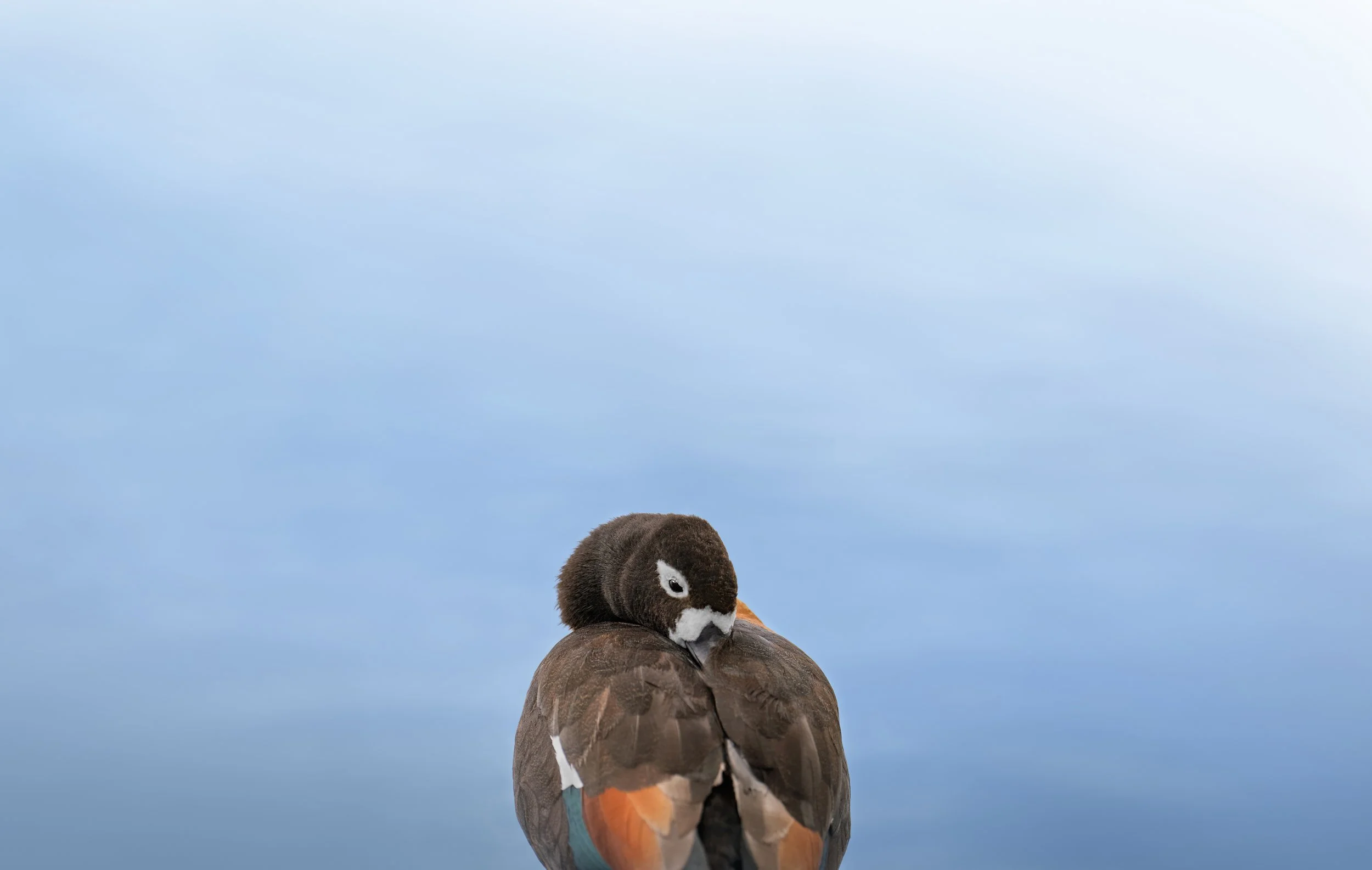 The Australian shelduck