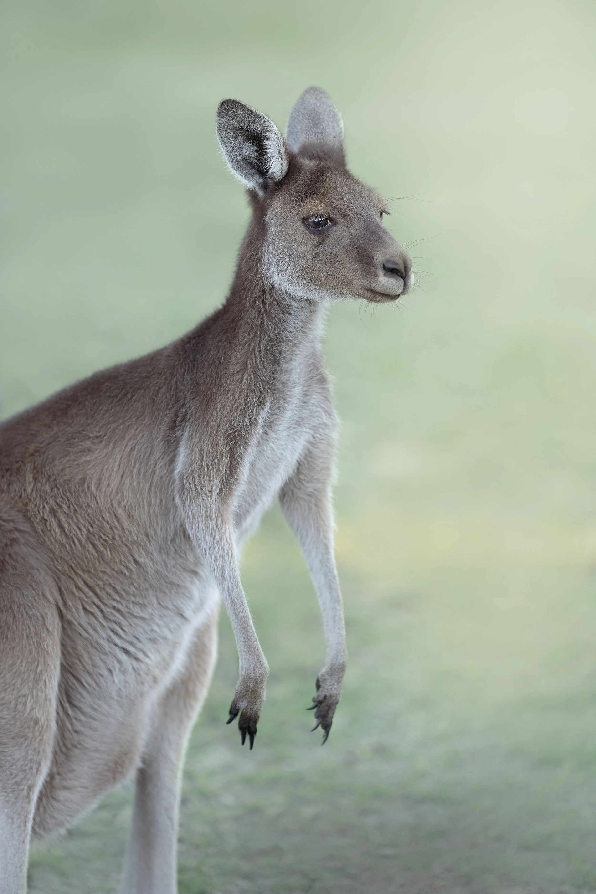Kangaroo in open forest