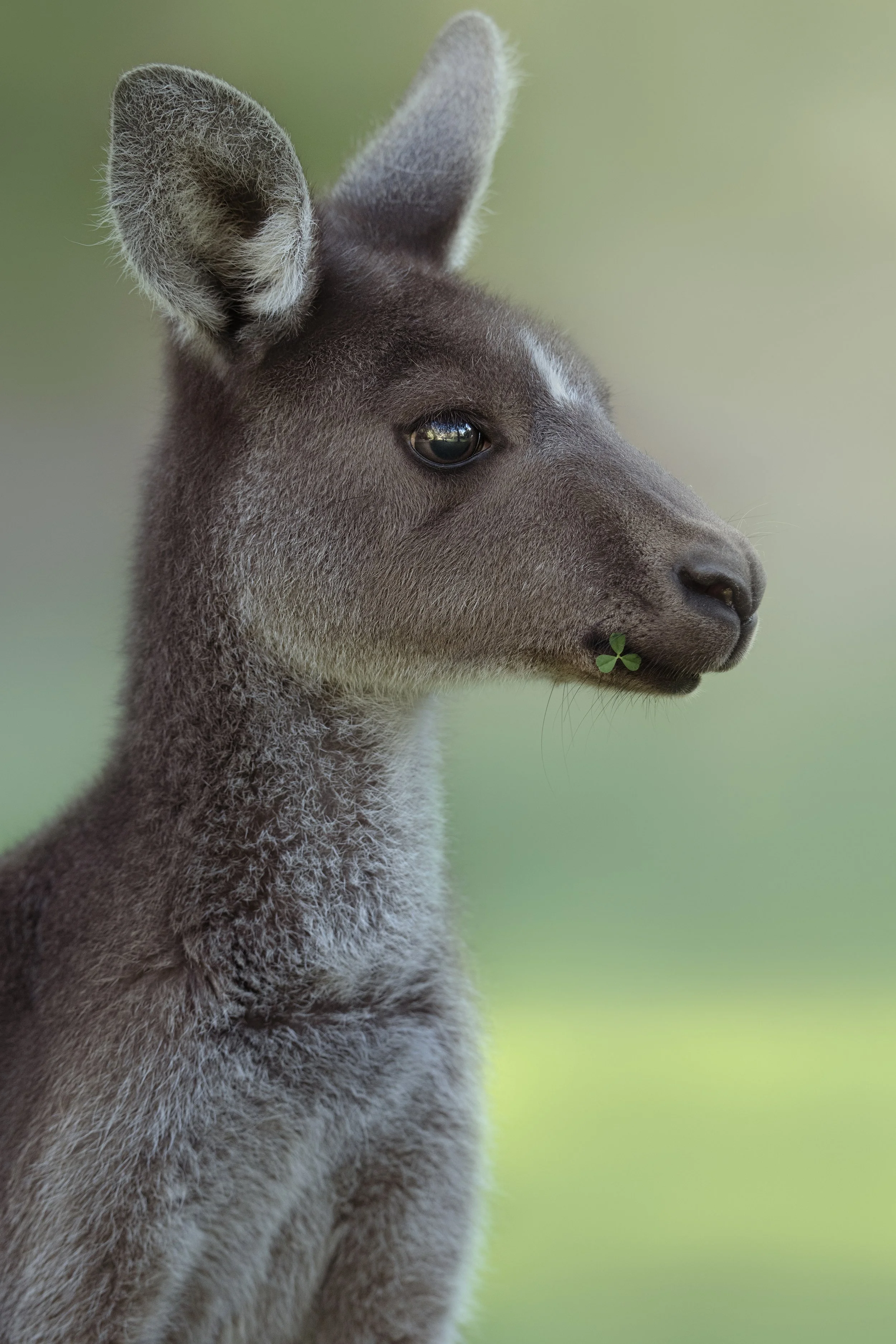 Kangaroo