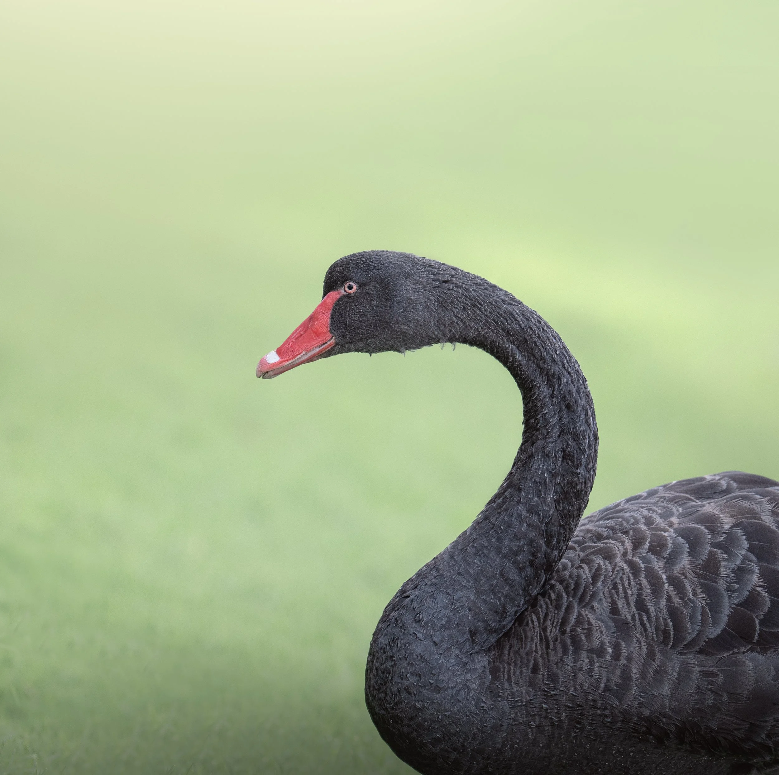 Black swan
