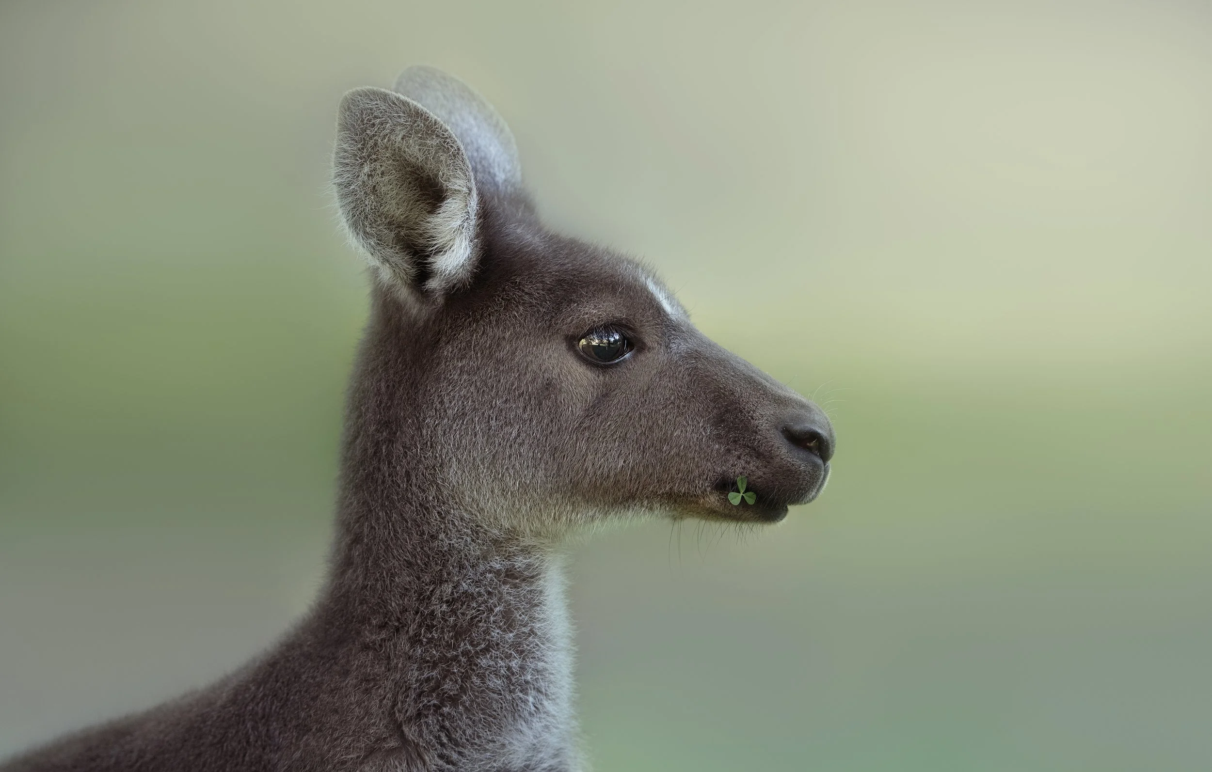 Kangaroo in open forest