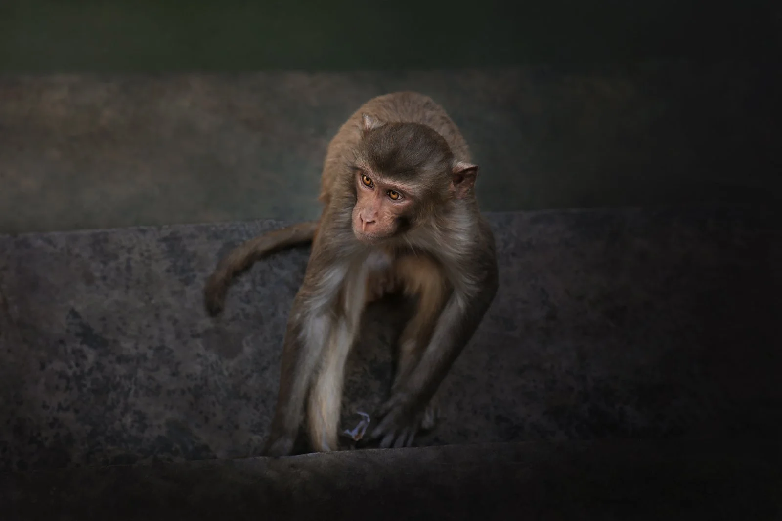 High angle view of monkey sitting outdoor, Monkey Temple, Jaipur, India