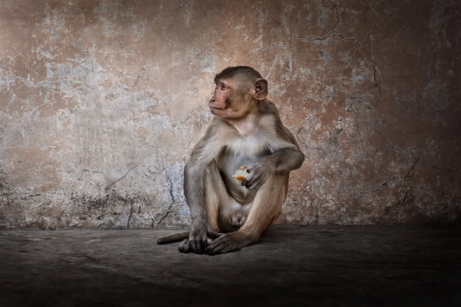 Portrait of a monkey looking away while sitting outdoors