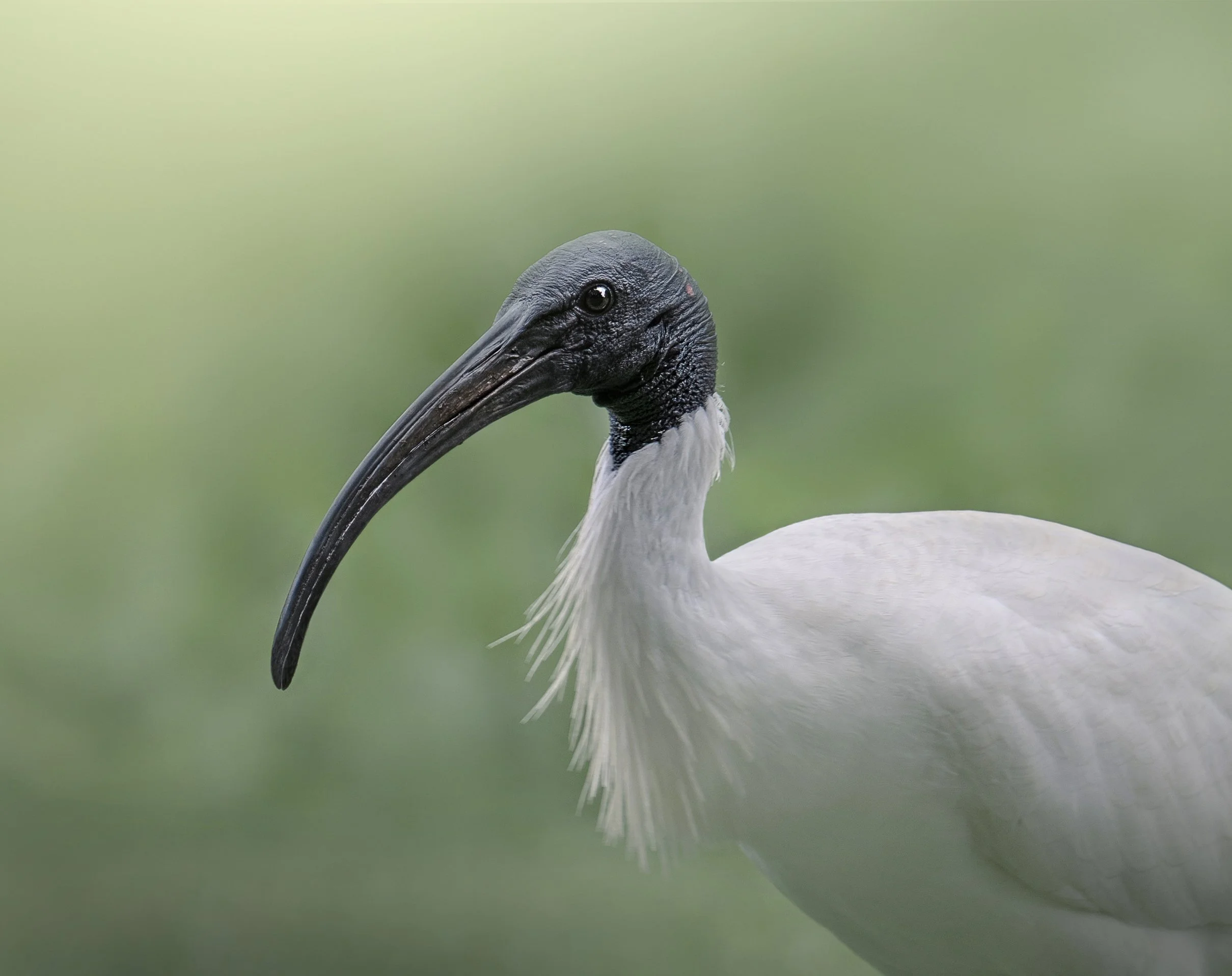 White Ibis