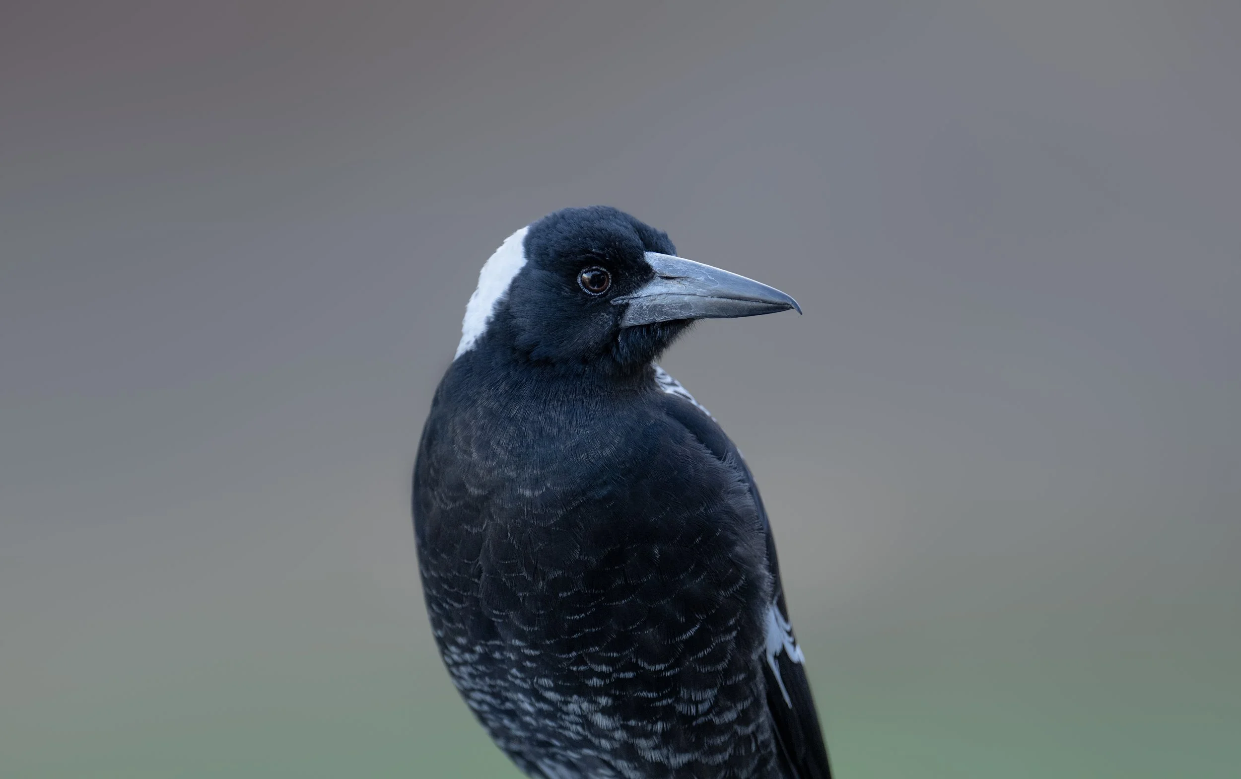 Close up portrait of a magpie