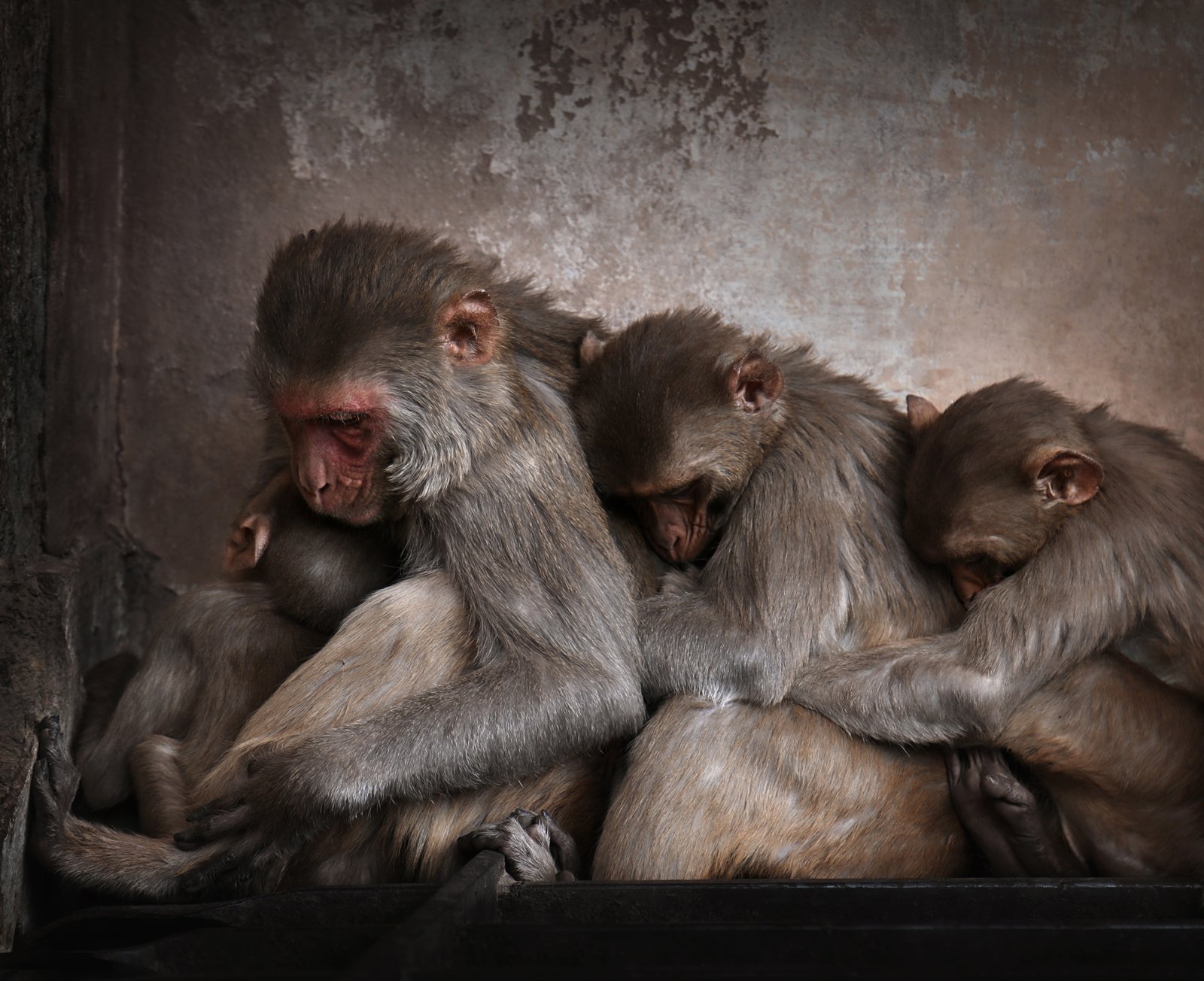 A group of monkeys in Monkey Temple, Jaipur, India