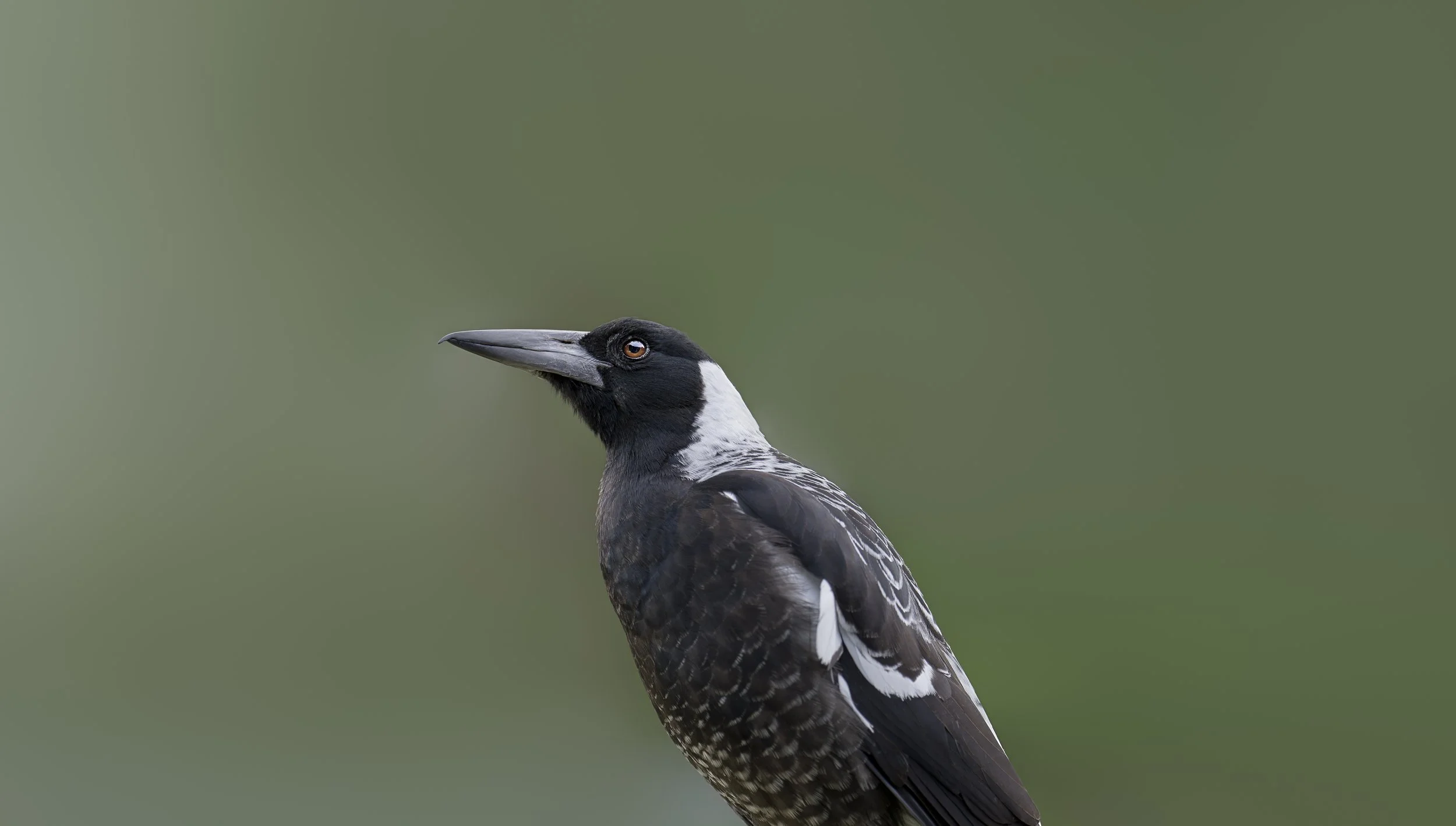 Australian magpie