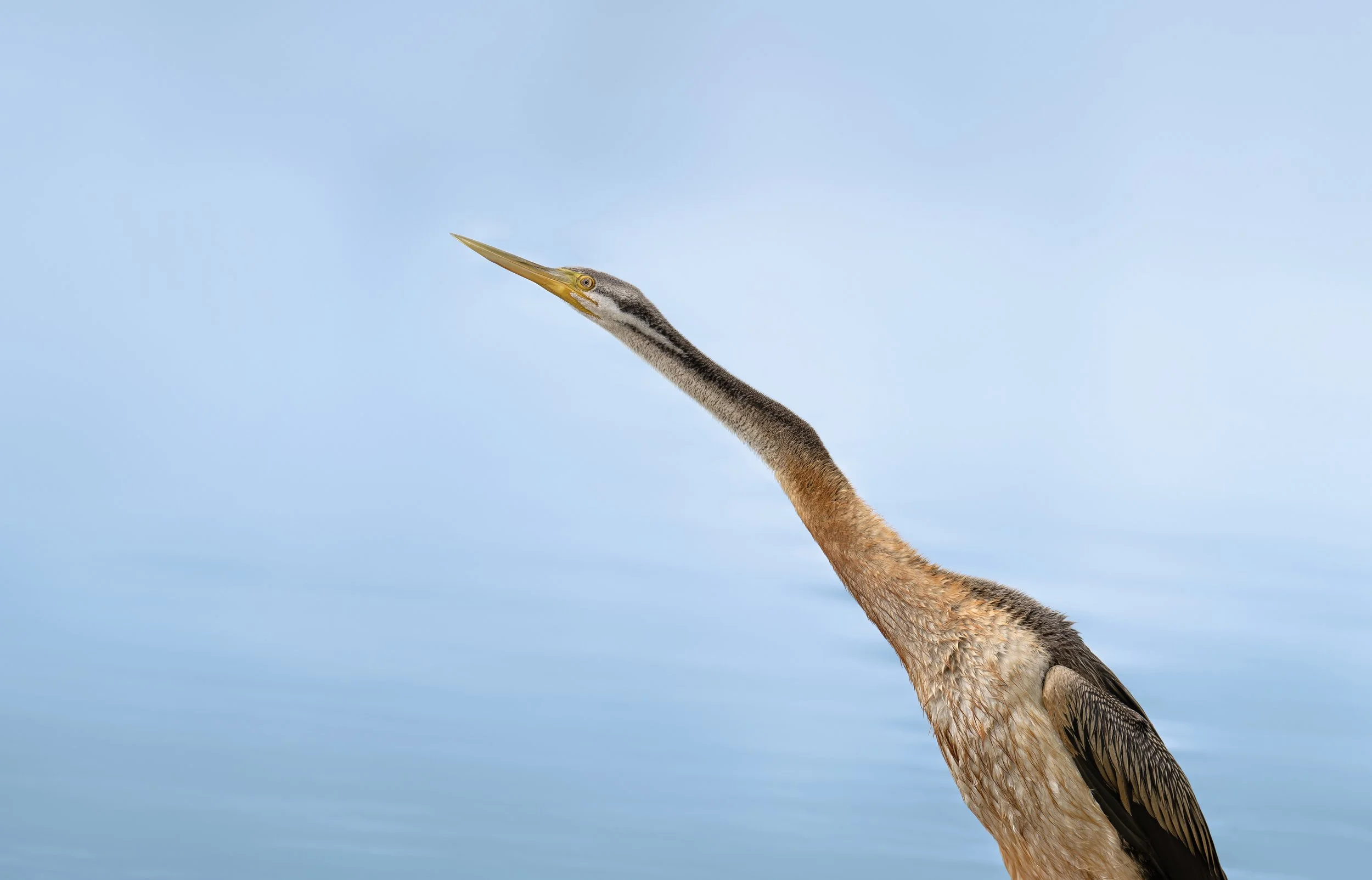 Australasian Darters is sometimes called the snakebird. They forage in water, often with only their head and neck exposed – where they’re sometimes mistaken for a swimming snake!