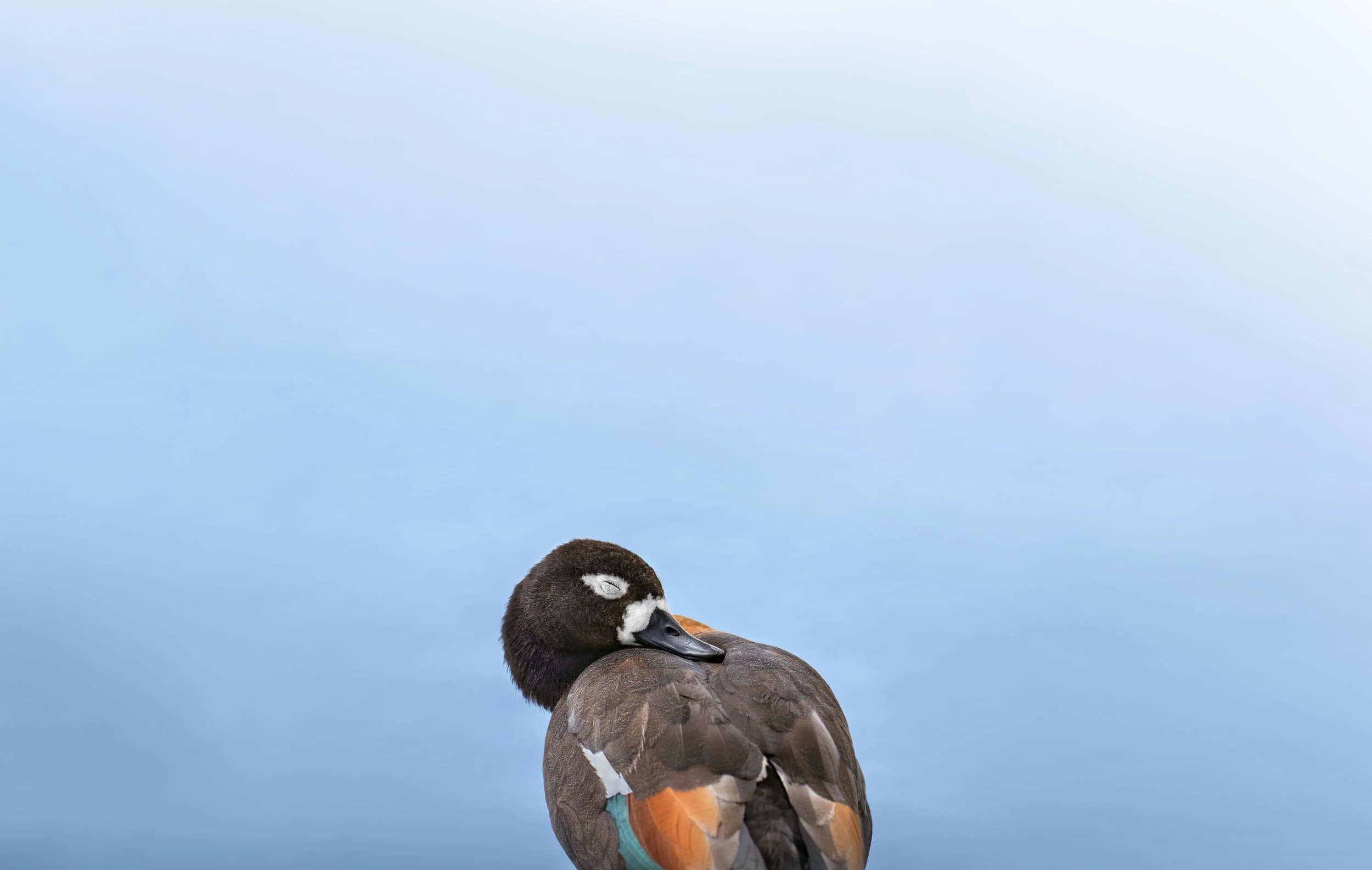 Australian Shelduck
