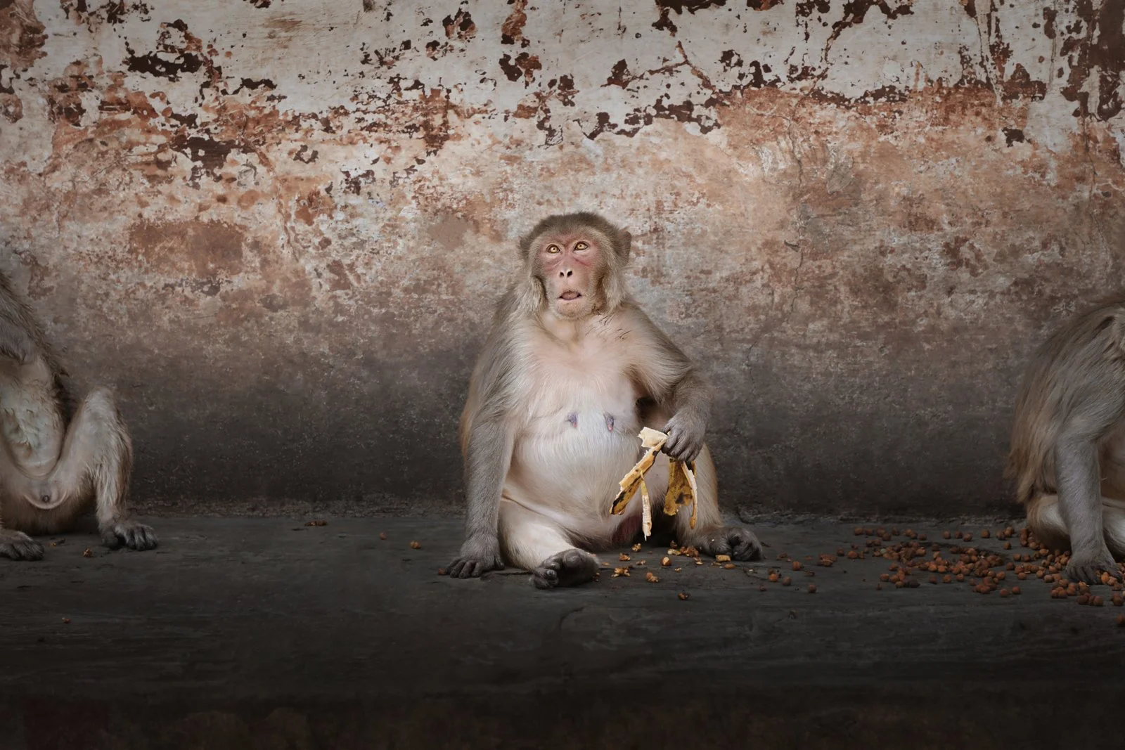 Portrait of a monkey looking up while sitting outdoors