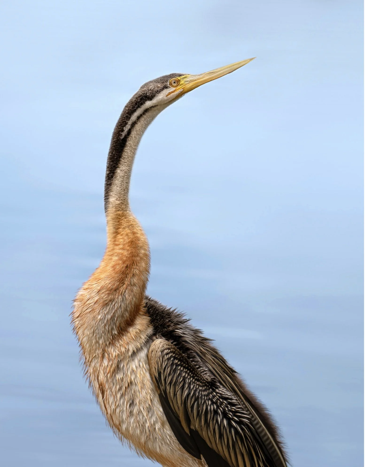 Australian Darter