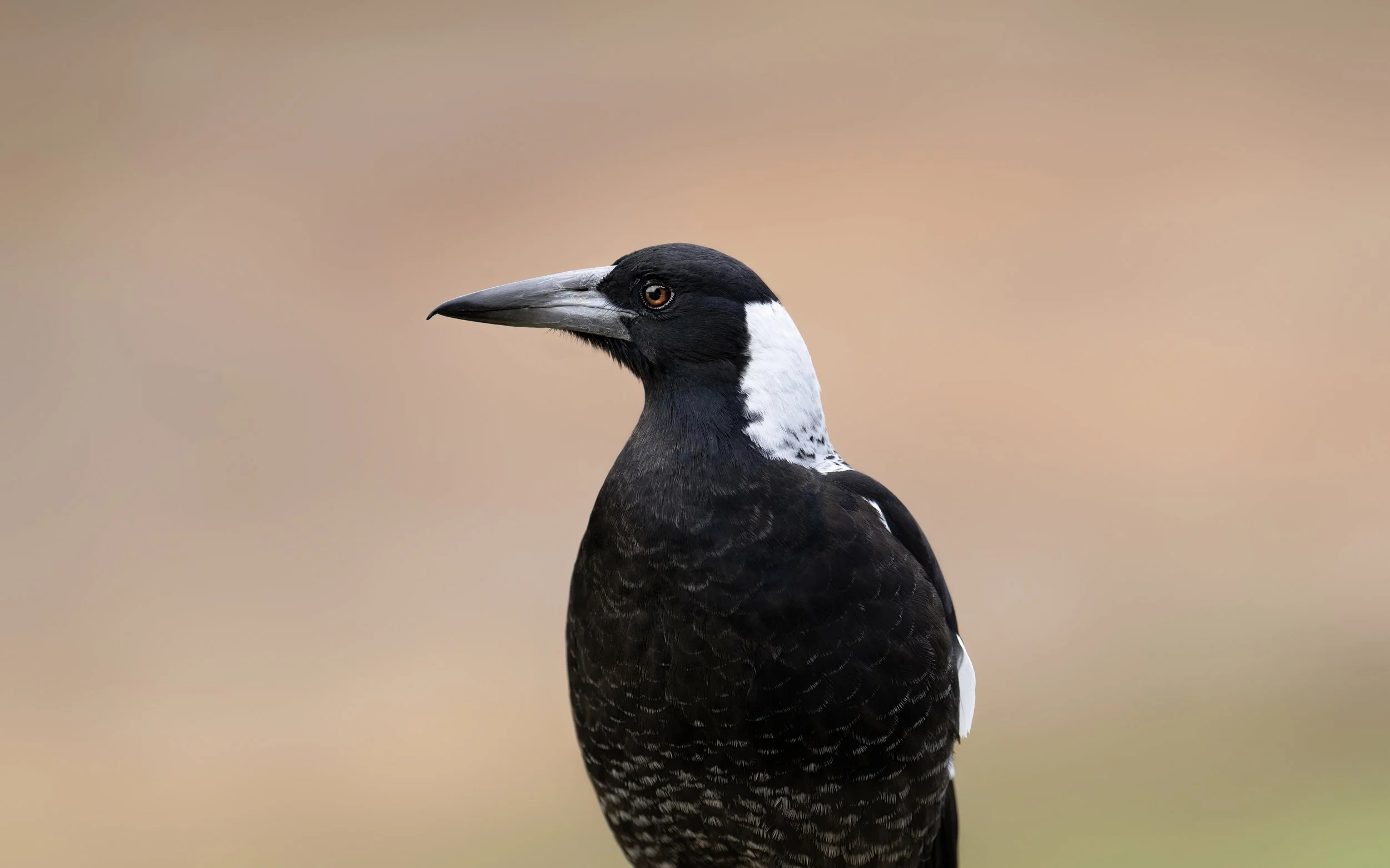 Magpie