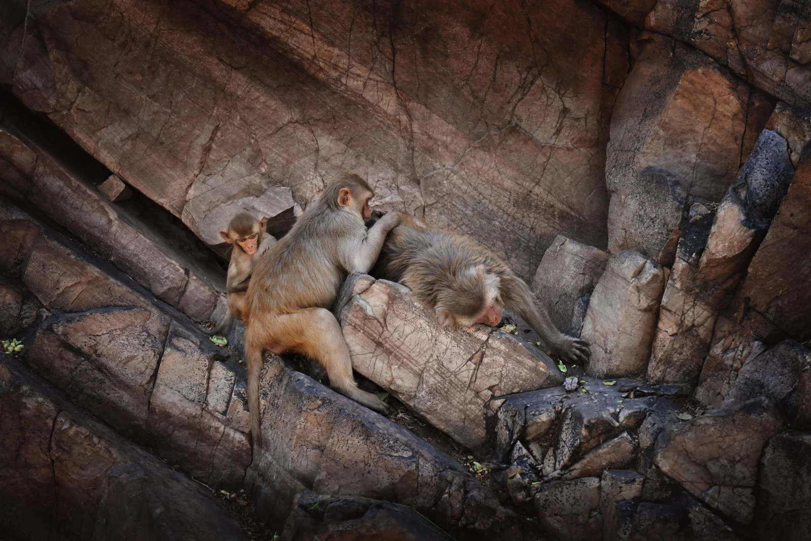 Low angle view of monkeys sitting on rock, Jaipur, Rajasthan, India