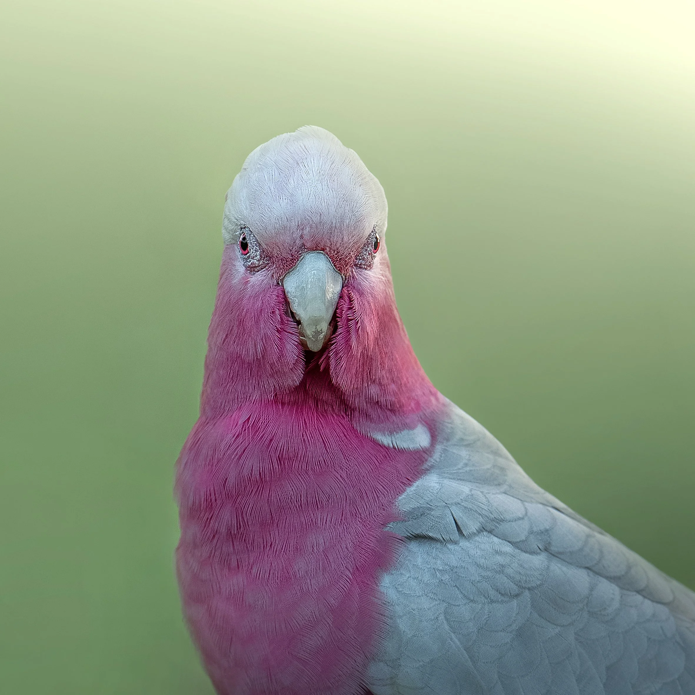 Portrait of Gallah Rose