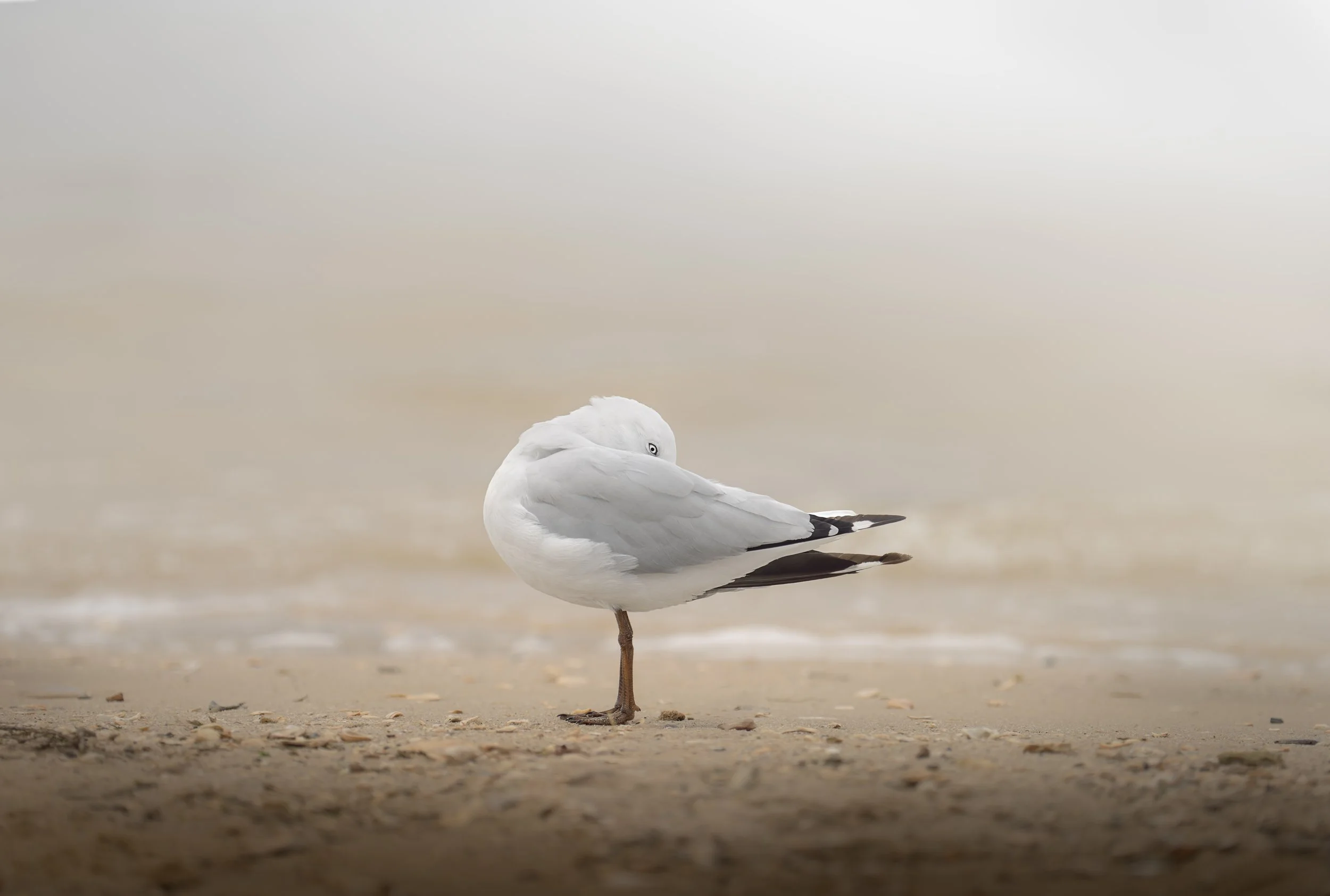 Silver Gull