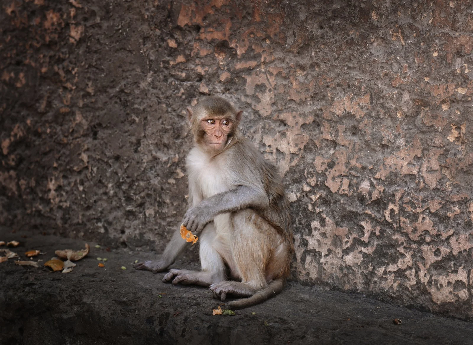 Portrait of a monkey looking away while sitting outdoors, India 