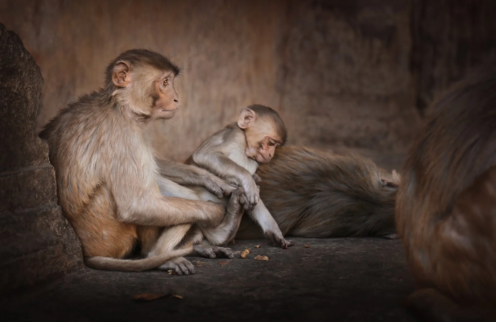 Close-up of monkeys sitting outdoors, Jaipur, India