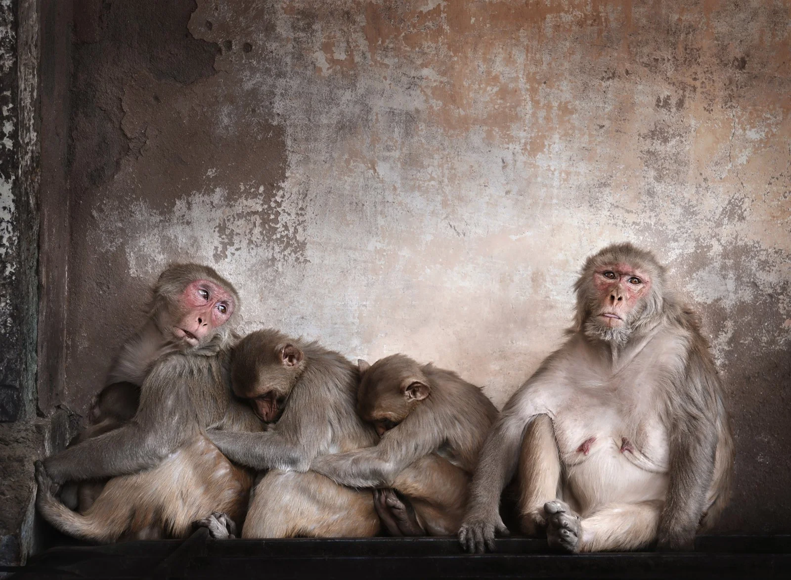Monkeys