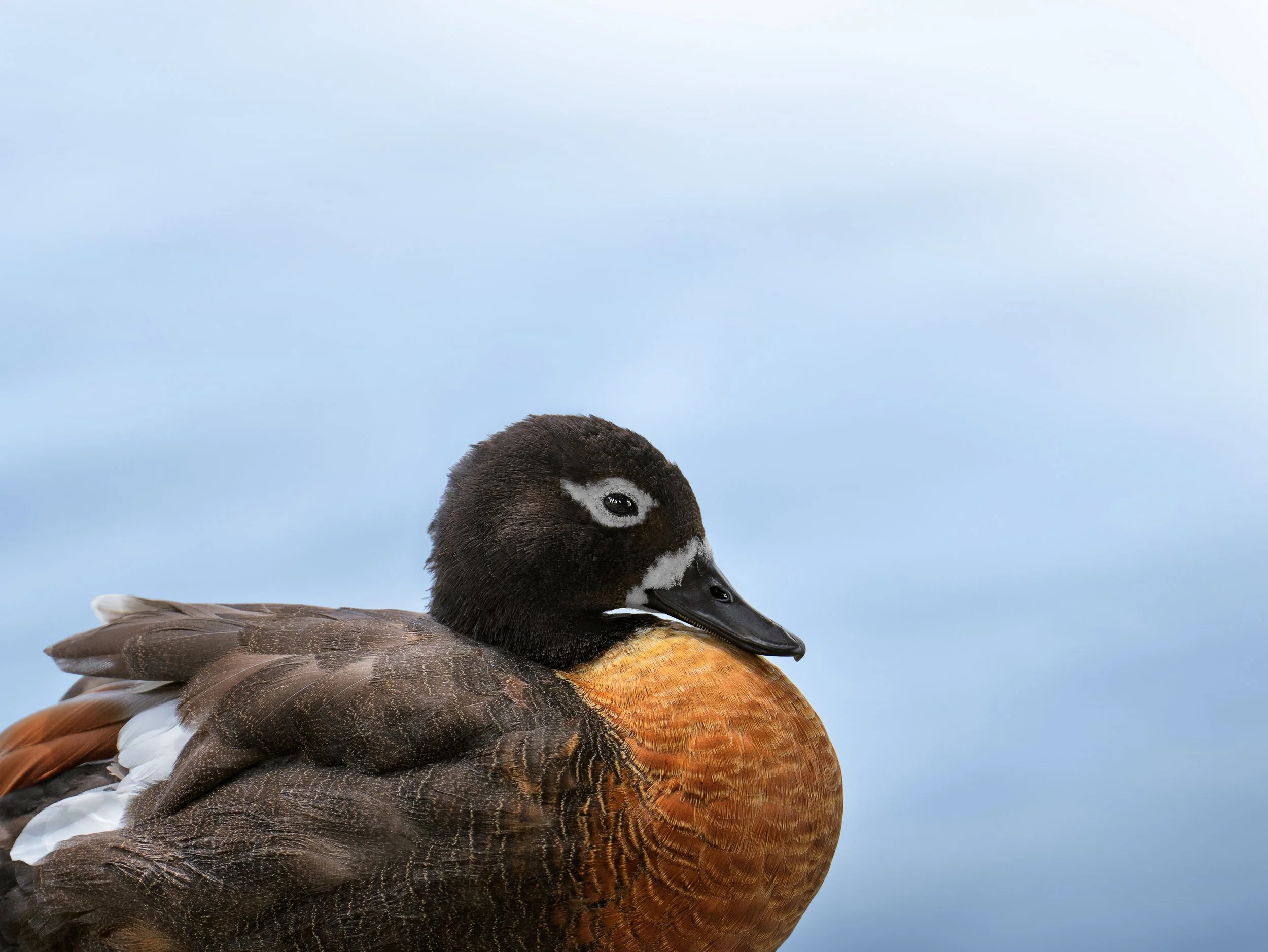 Close up portrait of Australian Shelduck
