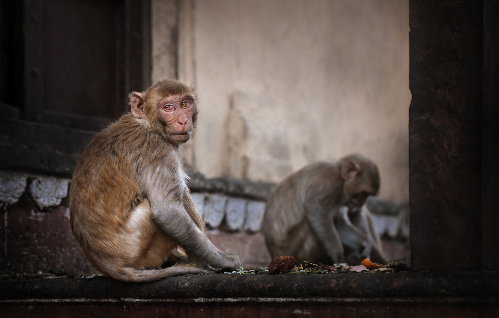 Portrait of monkeys sitting outdoors in Monkey Temple, India