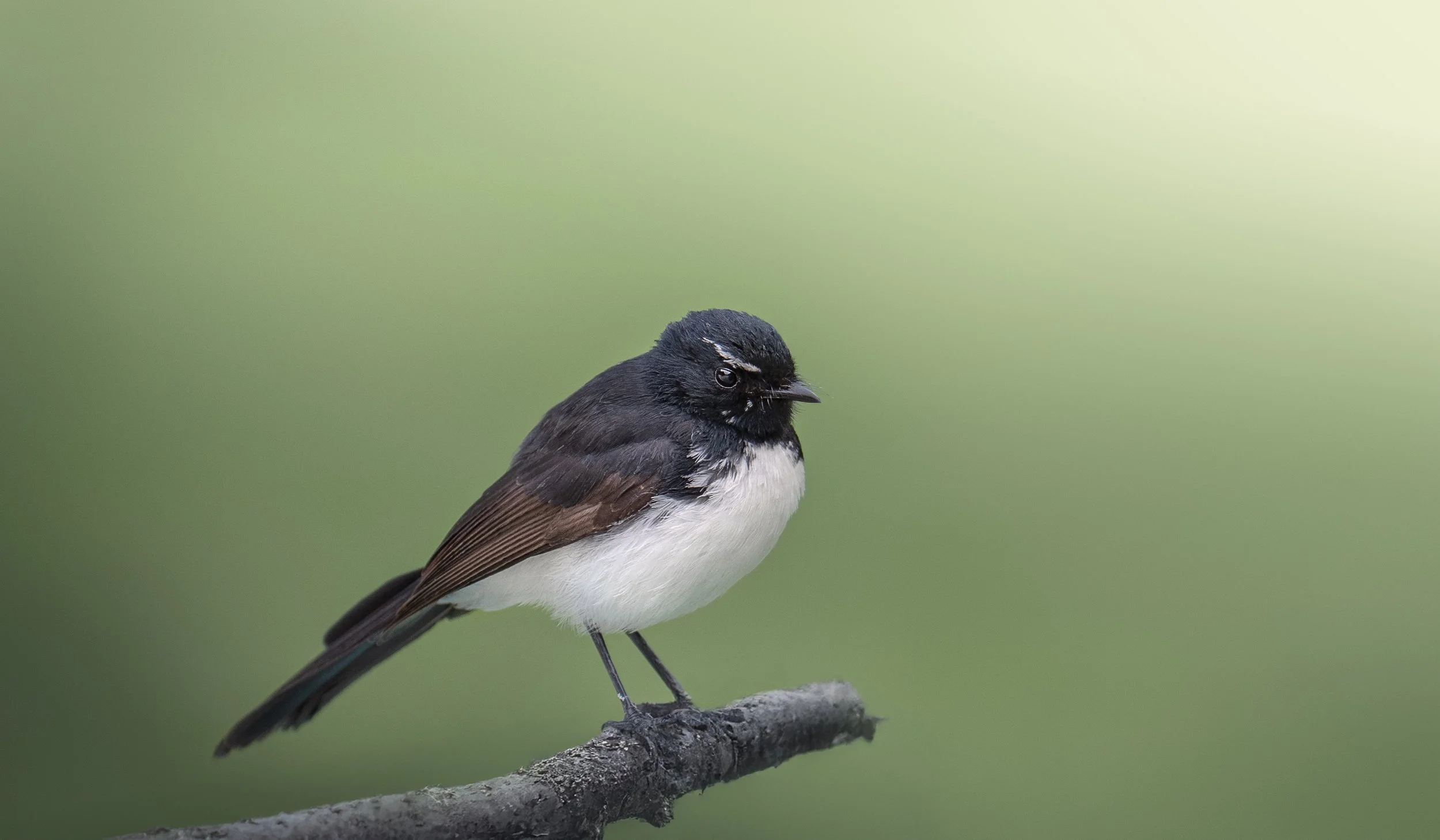 Australian Birds