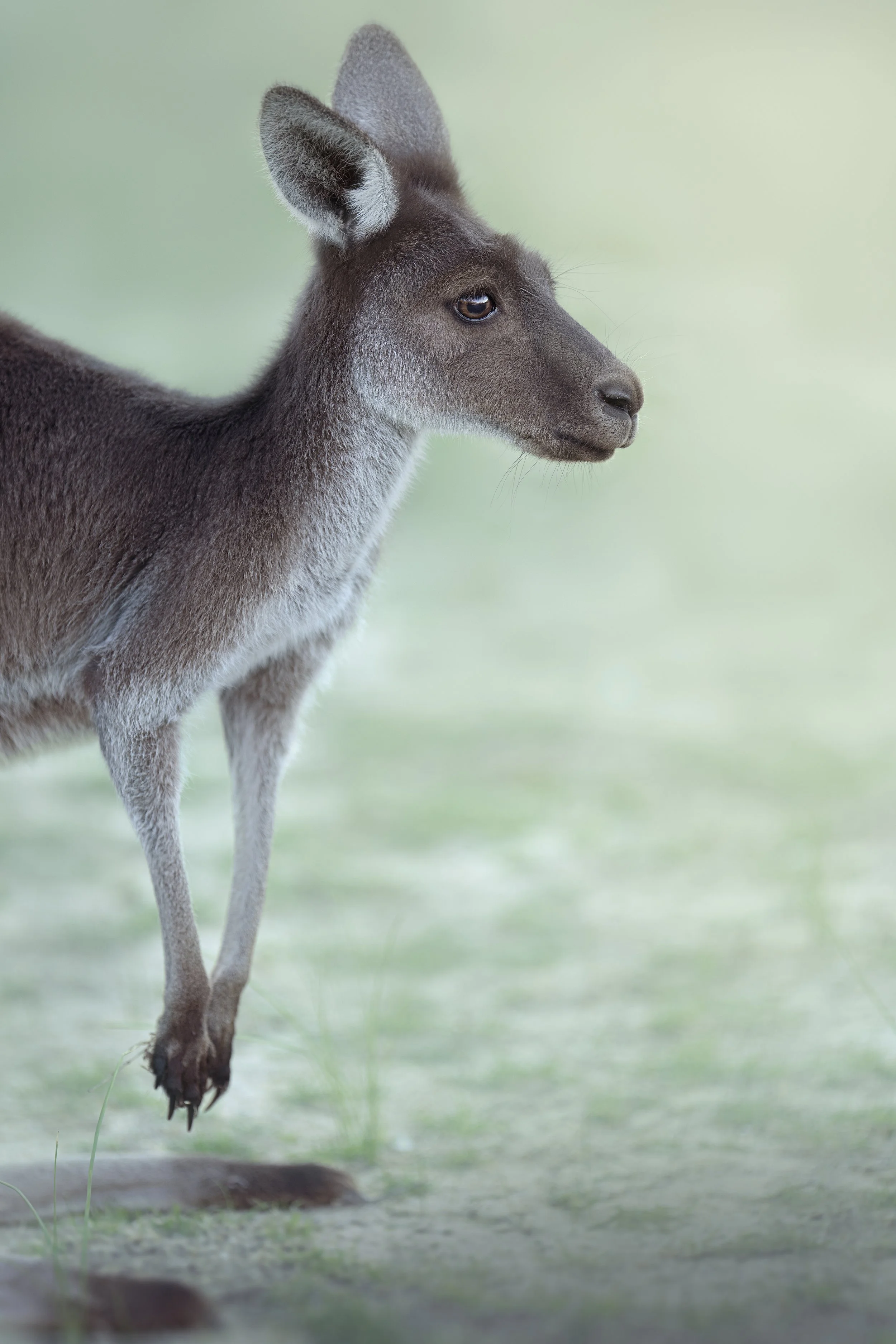 Close-up portrait of a kangaroo