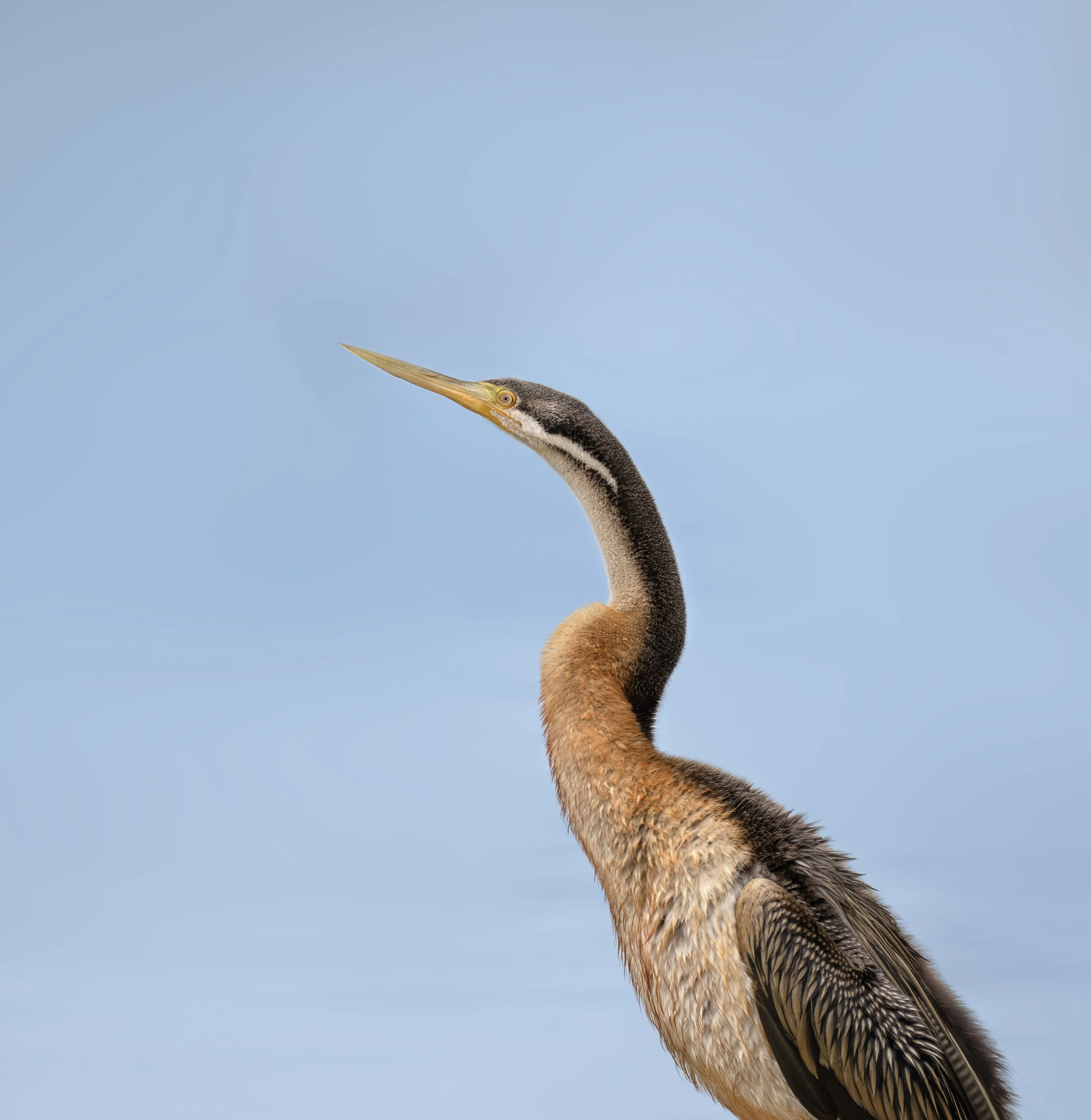 Portrait of Australian Darter