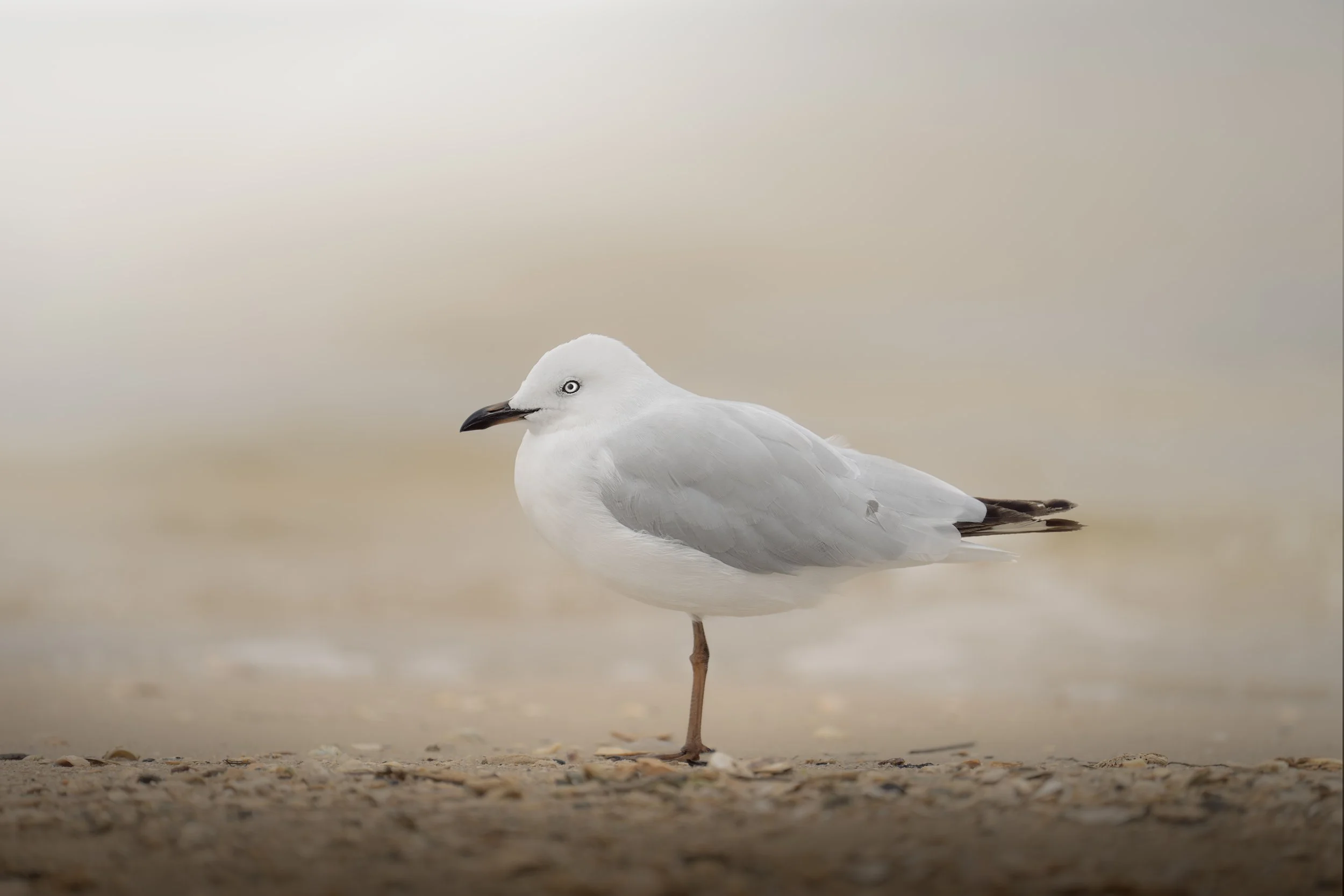 Close up portrait of Silver gull