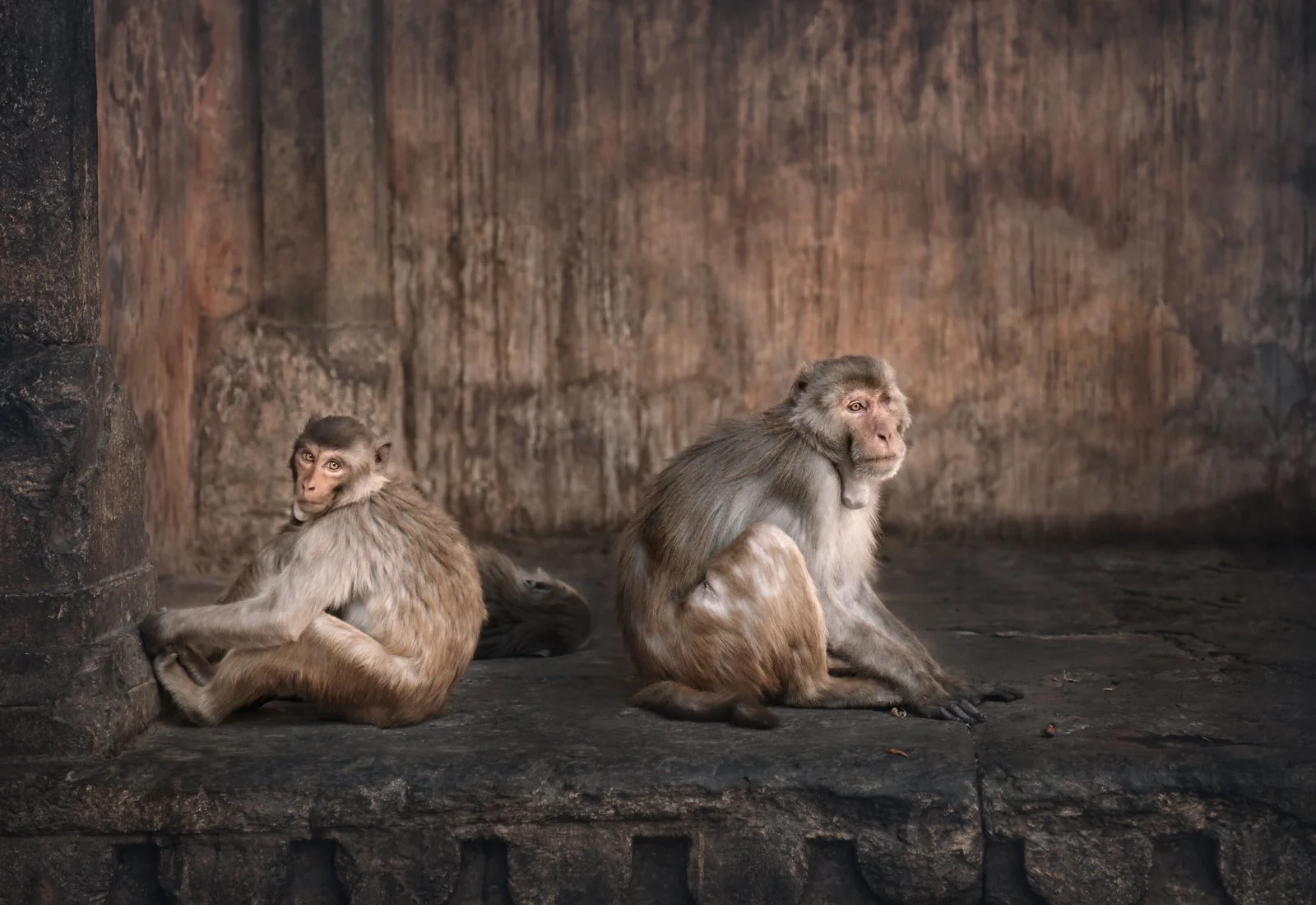 Close-up of monkeys sitting outdoors, Jaipur, India