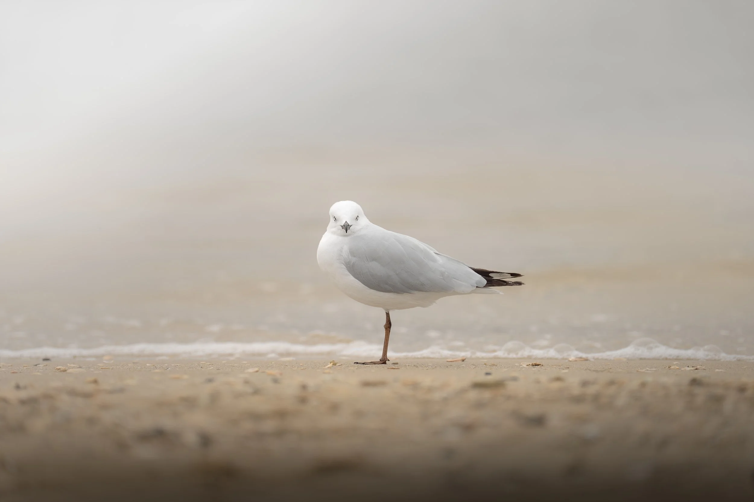 Close up portrait of Silver gull