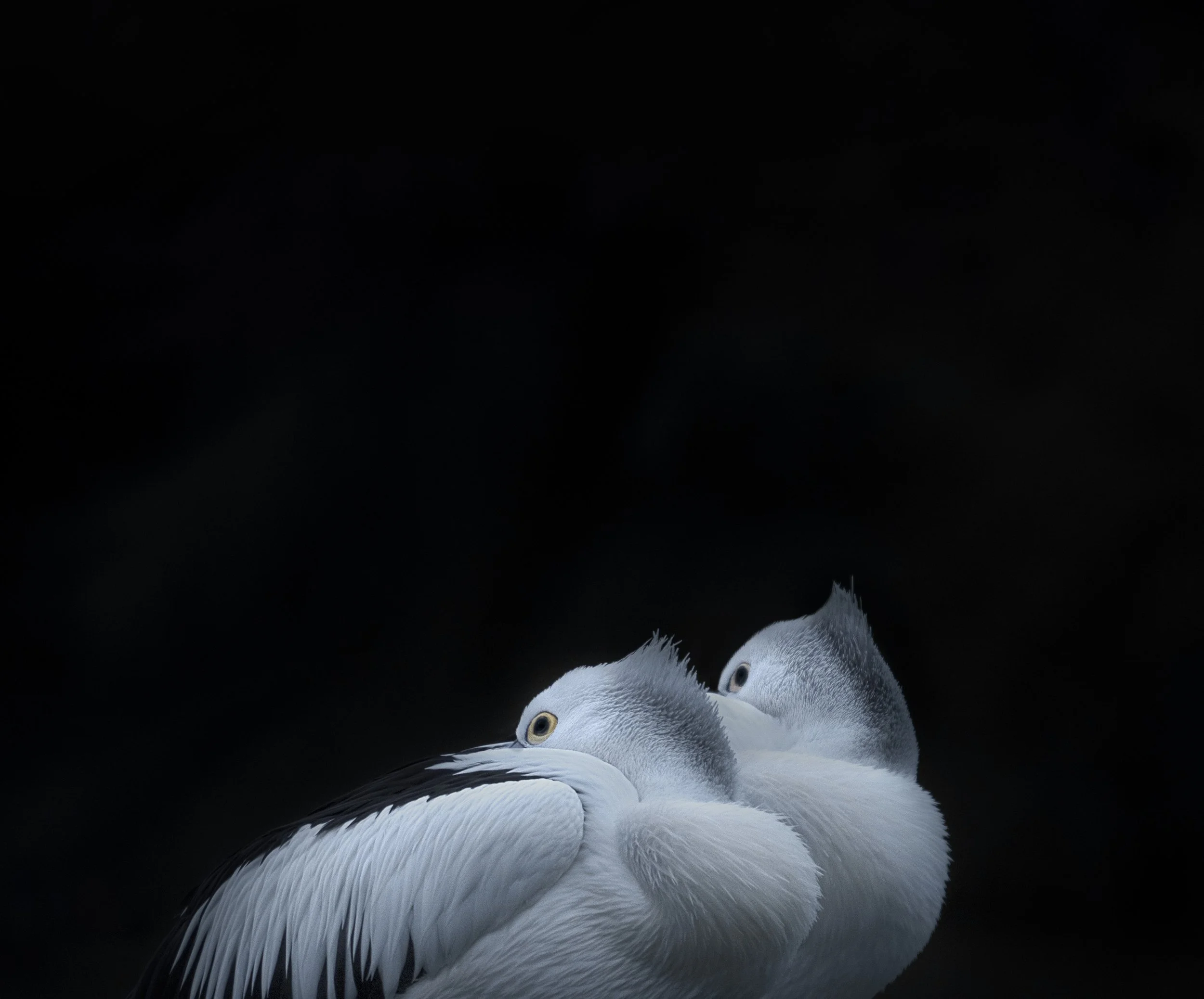 Portrait of Australian pelican