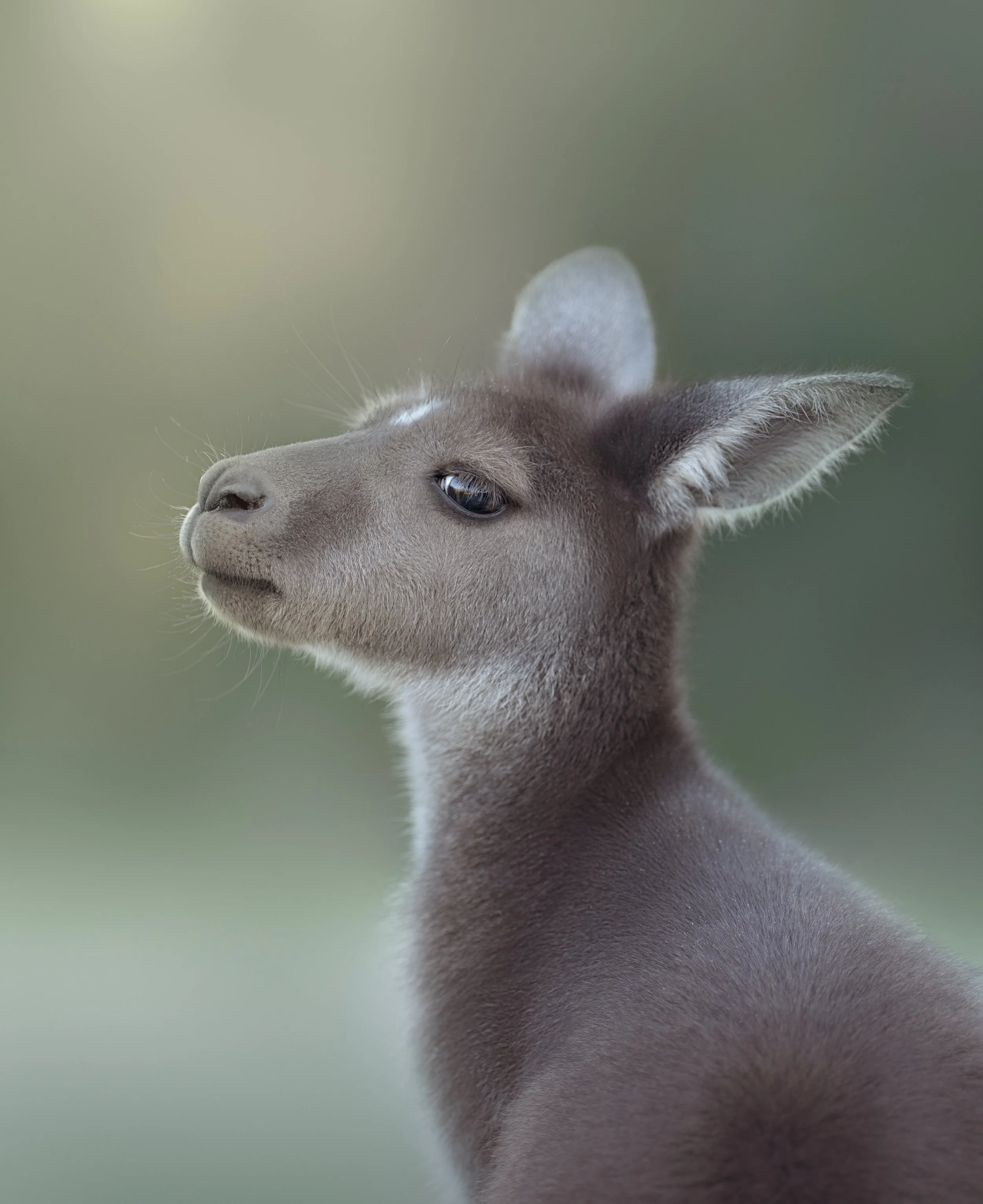 Baby Kangaroo