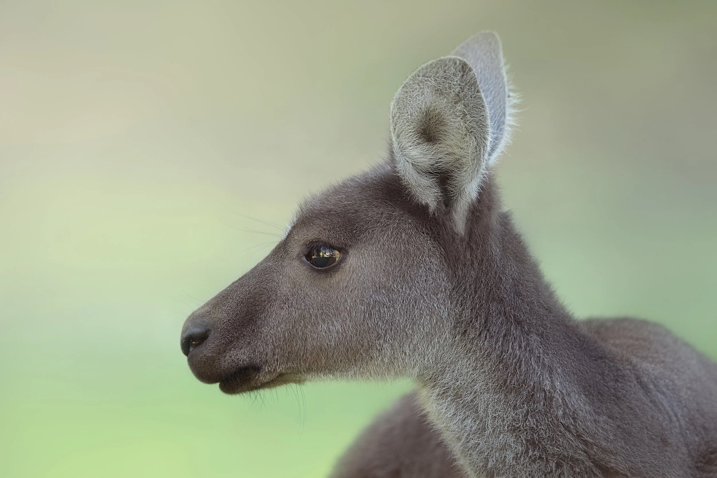 Kangaroo Portrait
