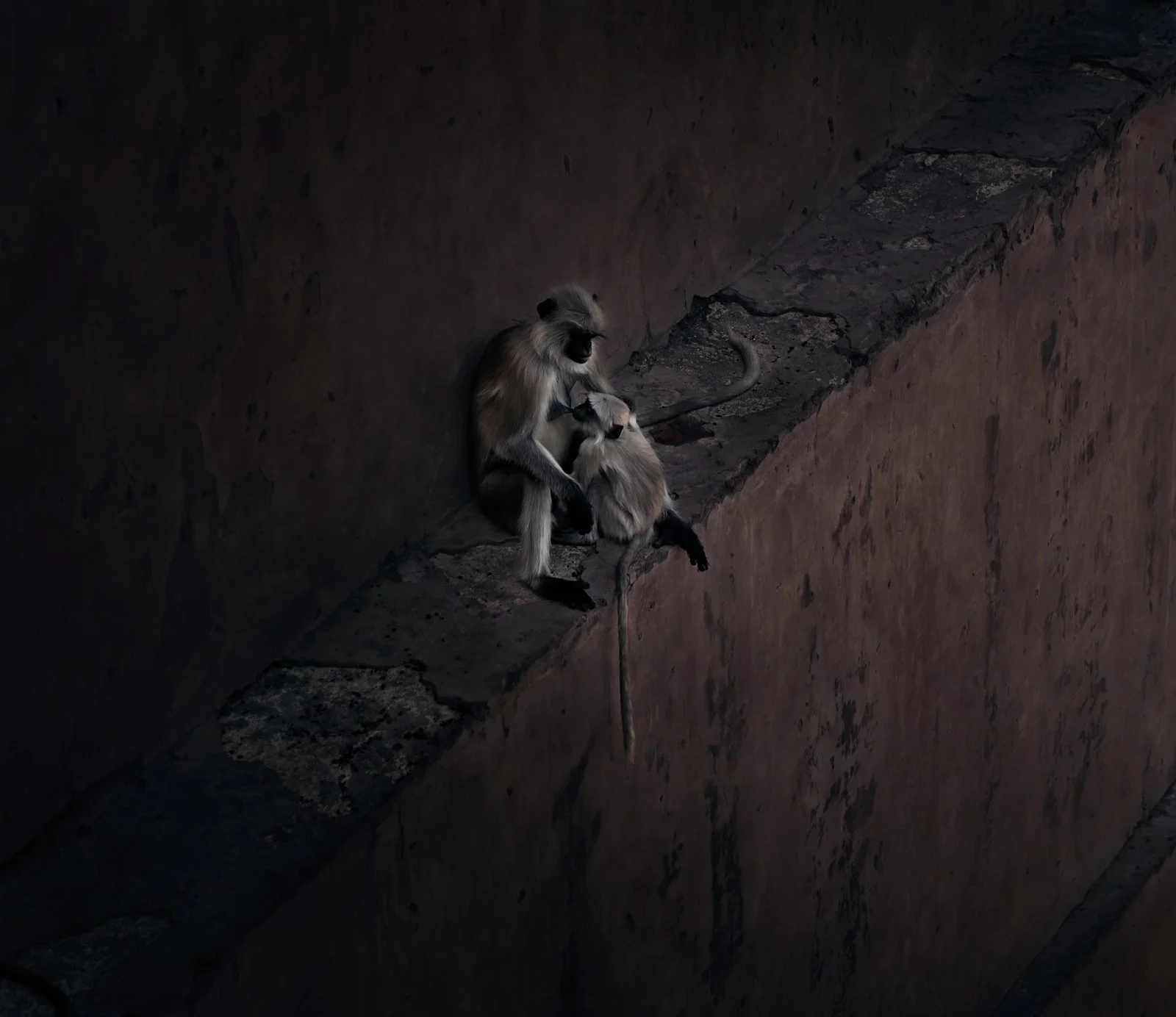 High angle view of monkeys sitting on the edge of the wall, Jaipur, Rajasthan, India