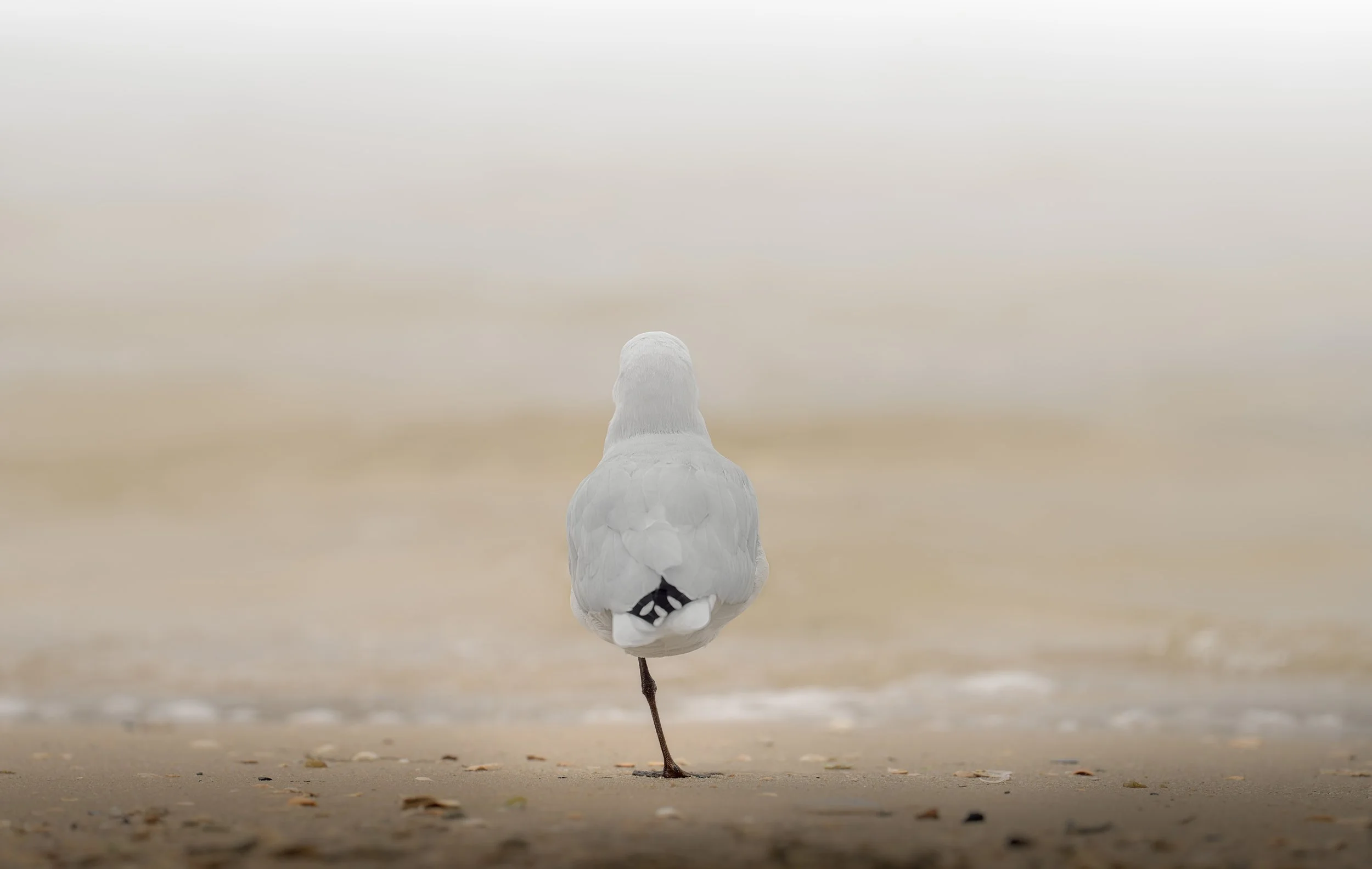 Silver Gull