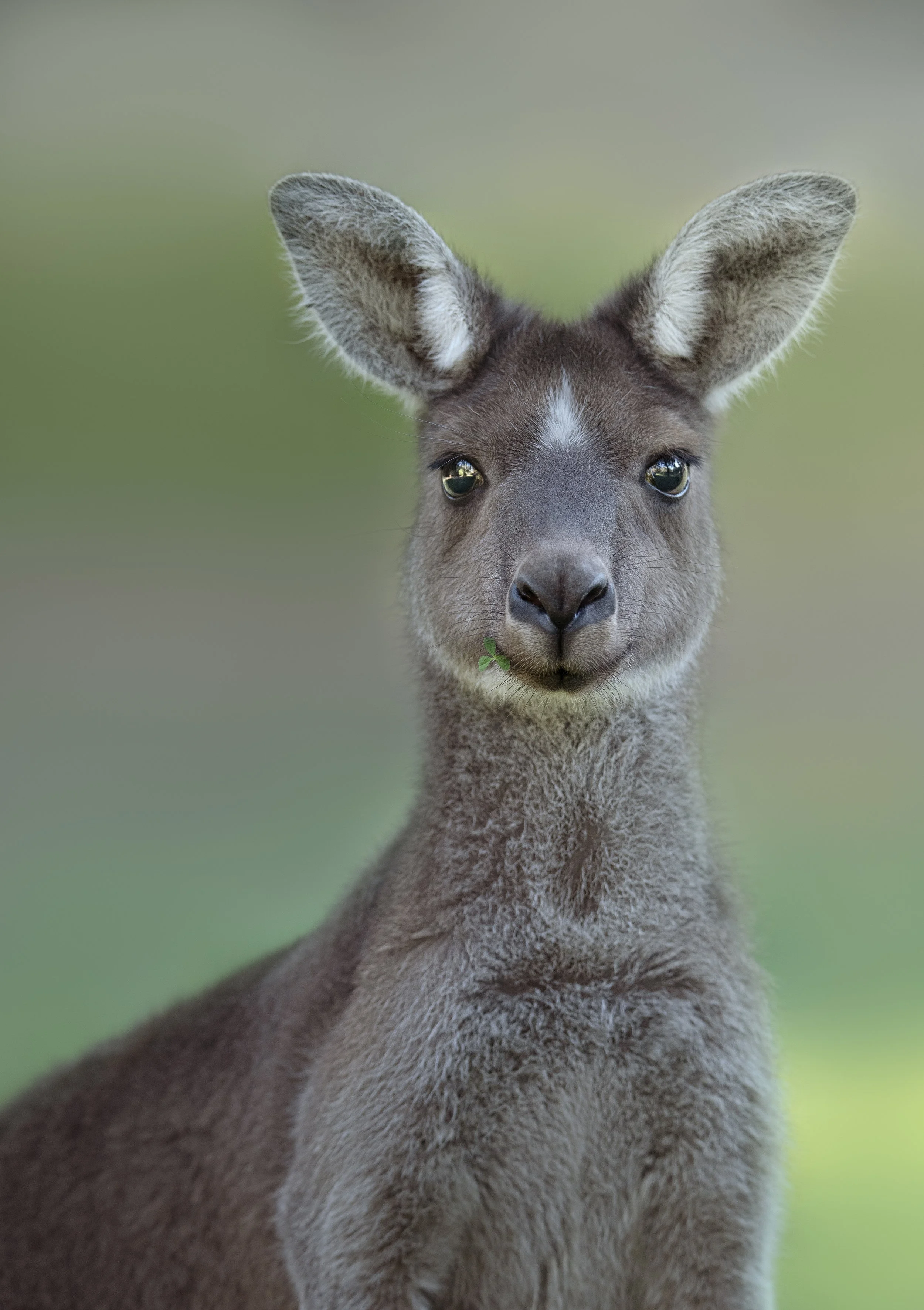 Kangaroo Portrait