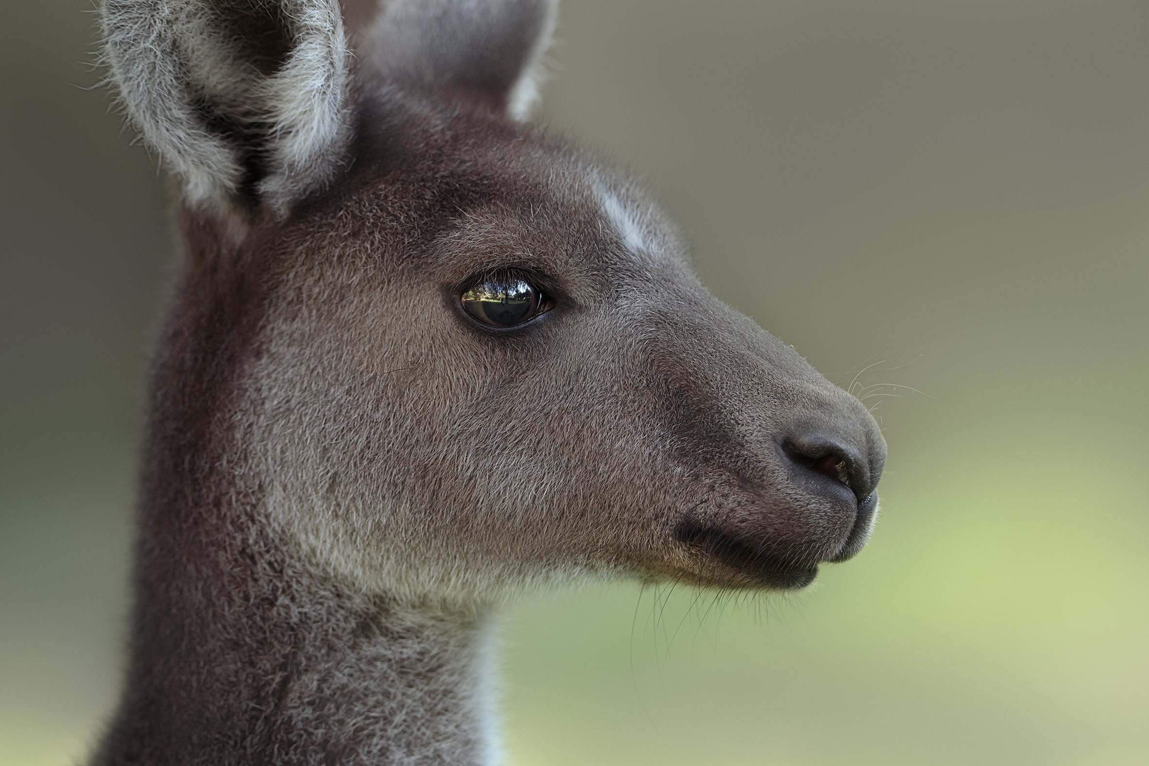 Close-up portrait of a kangaroo
