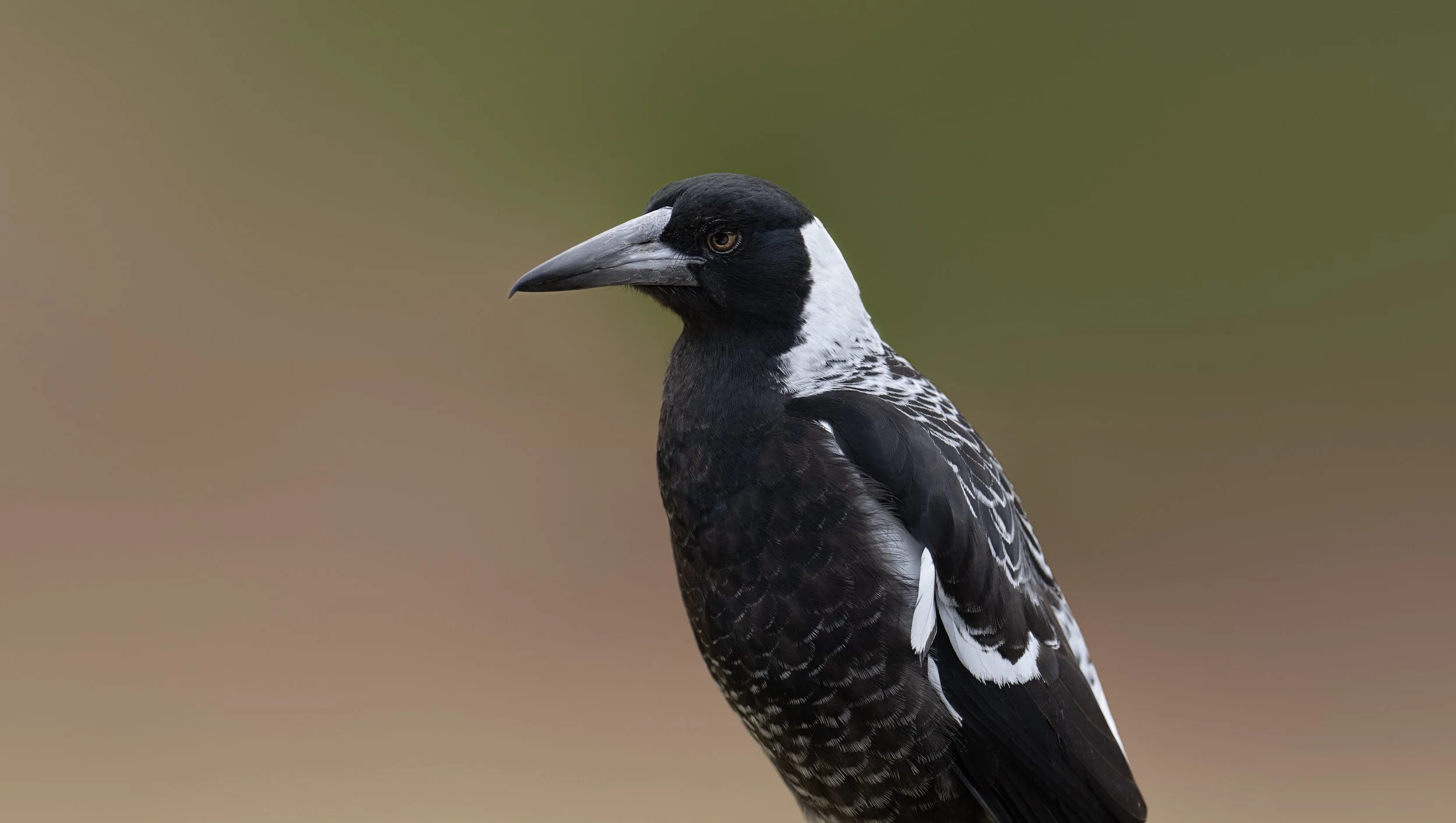 Portrait of a Magpie, the iconic Australian medium-sized black-and-white bird