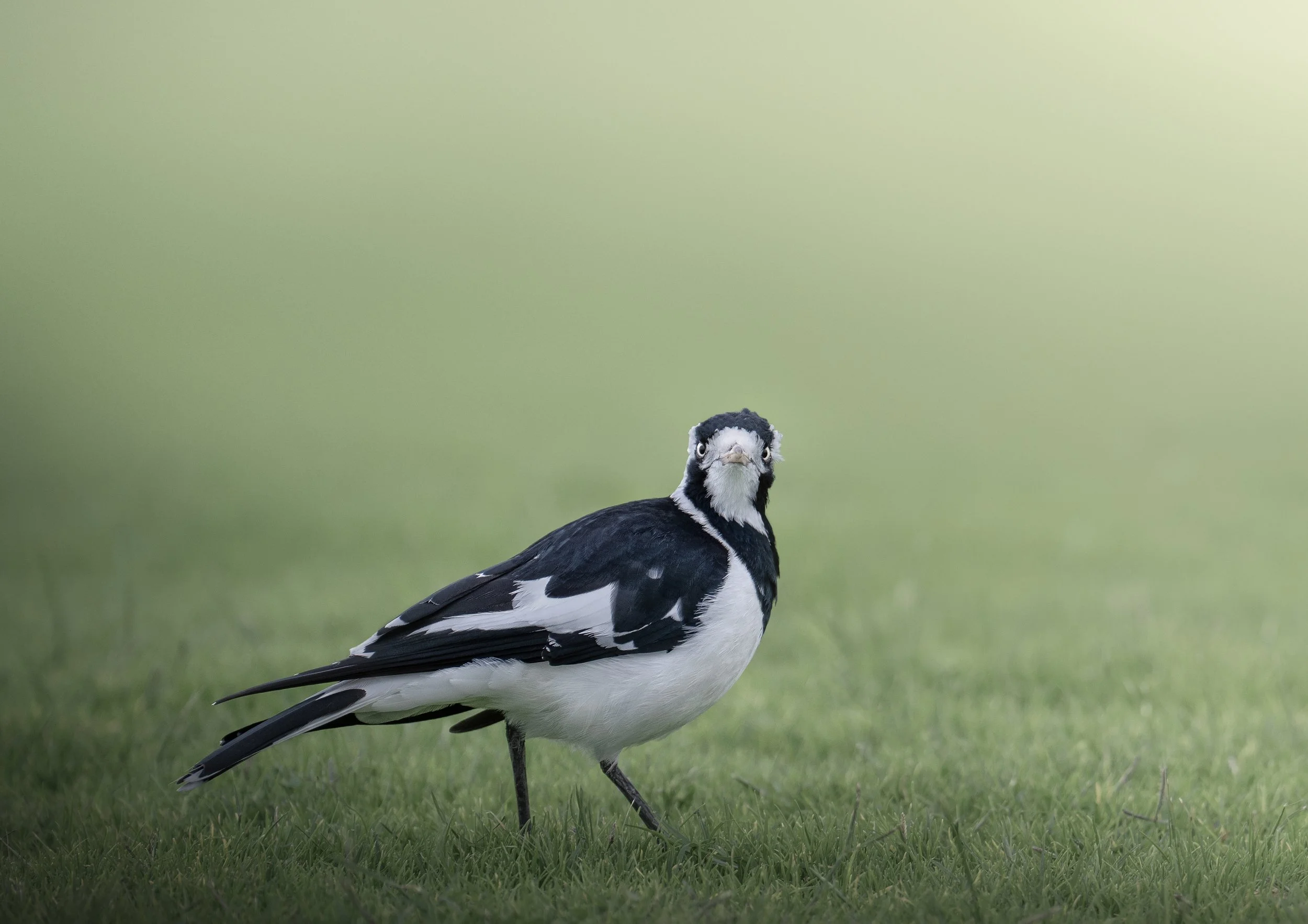 Magpie Lark