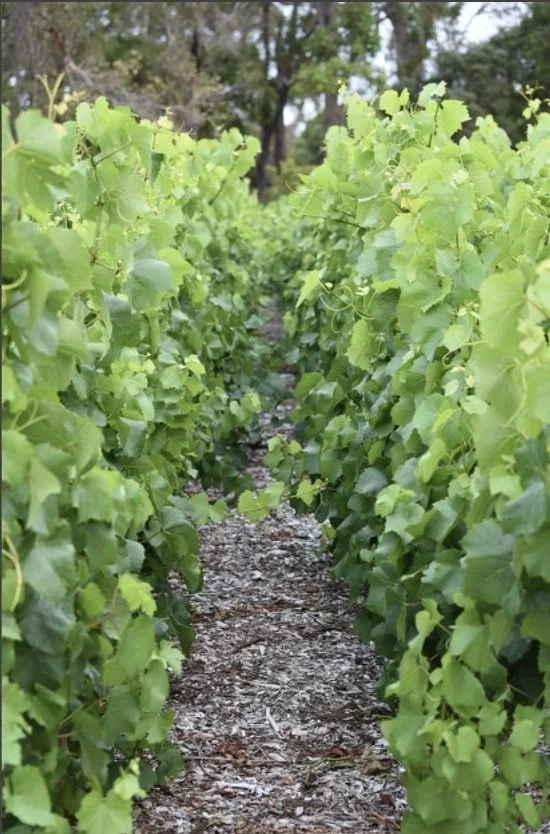 By the Vines, Margaret River