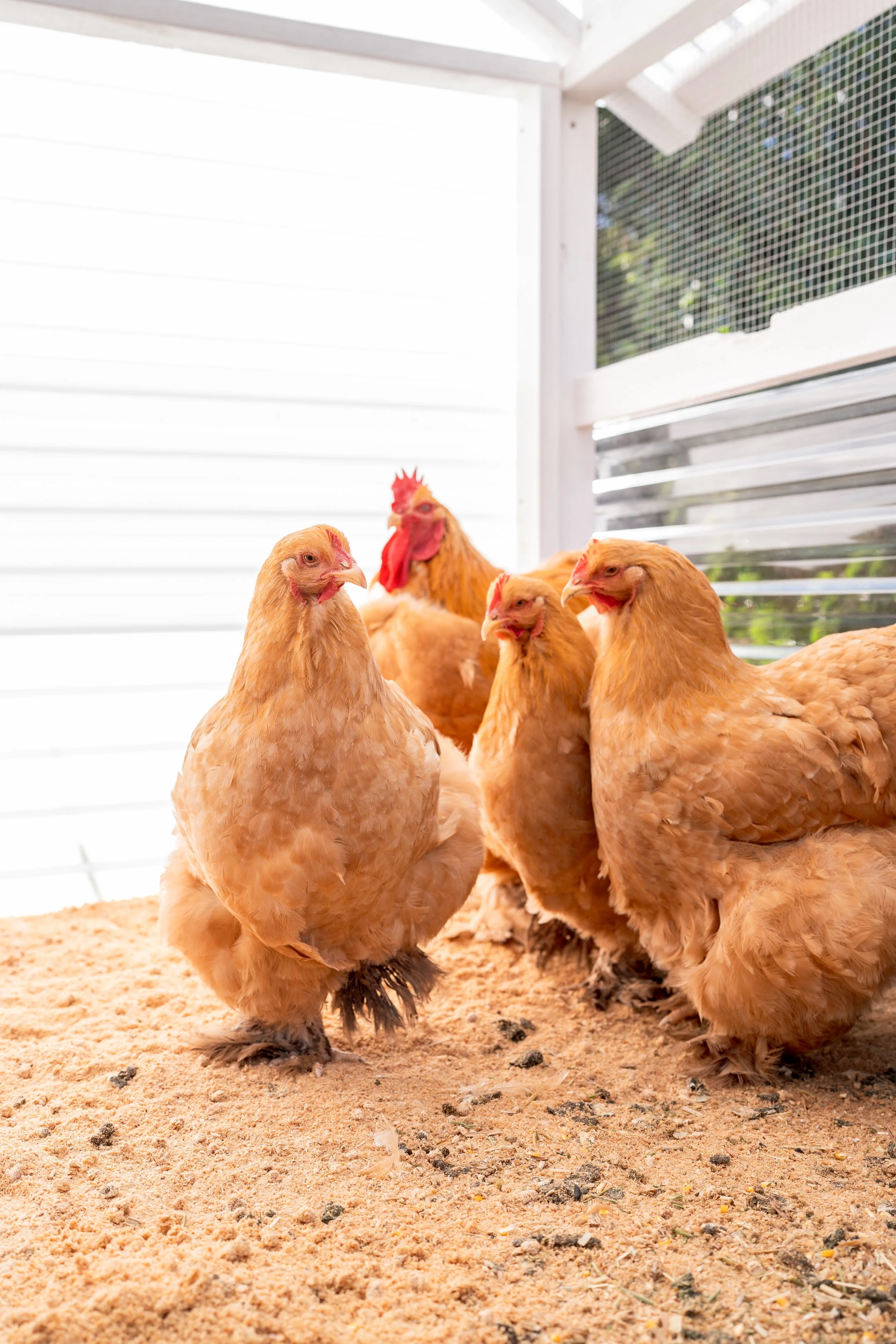 cochins-6-2.jpg