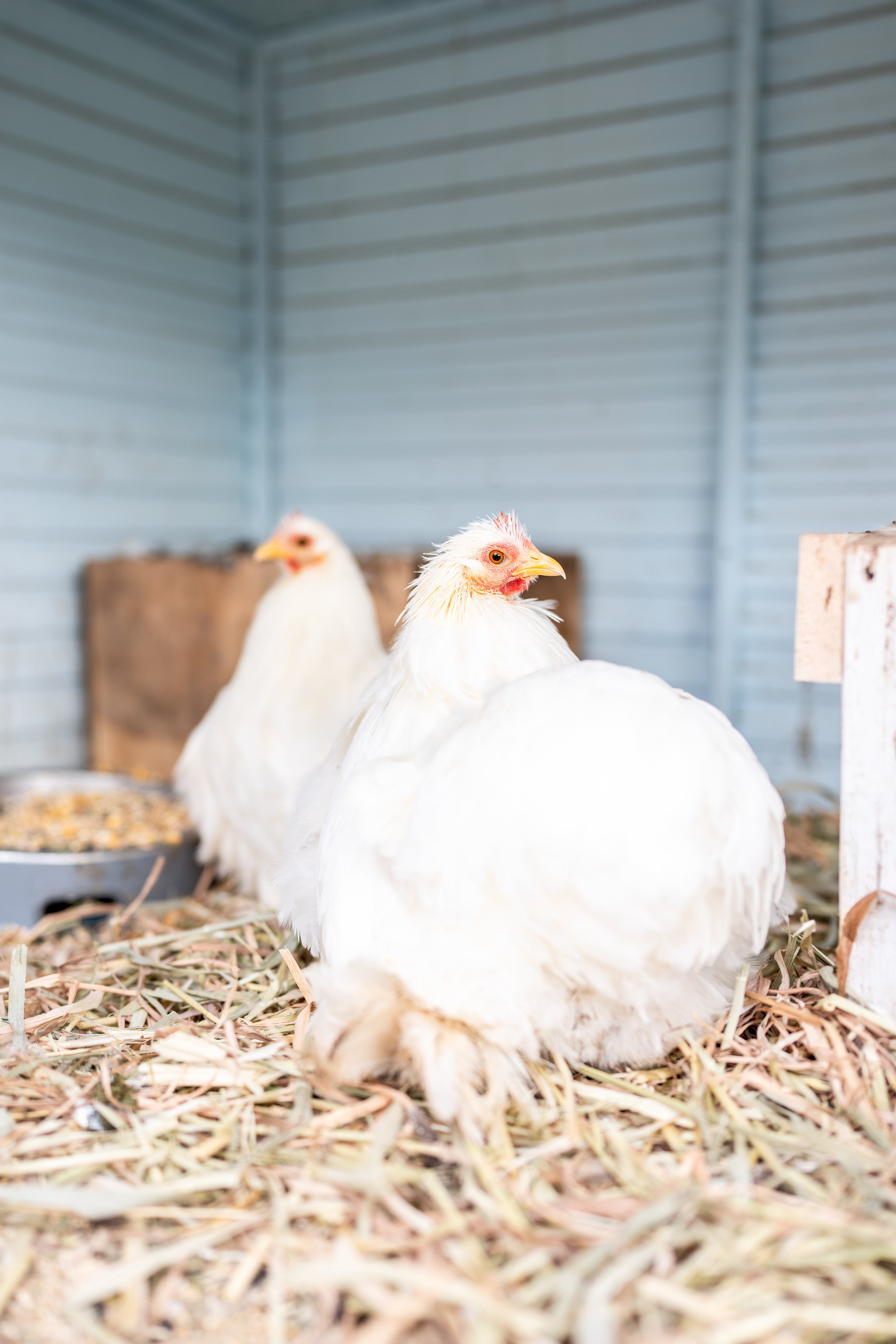 cochins & pekins-2-2.jpg
